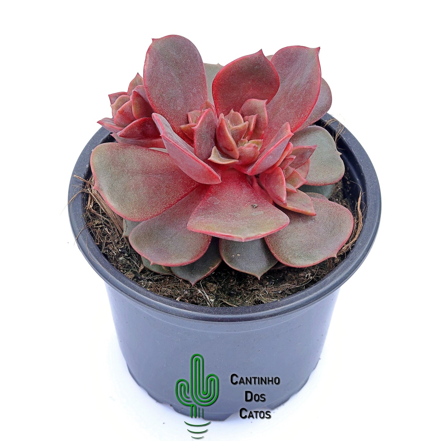 Echeveria Agavoides Mont