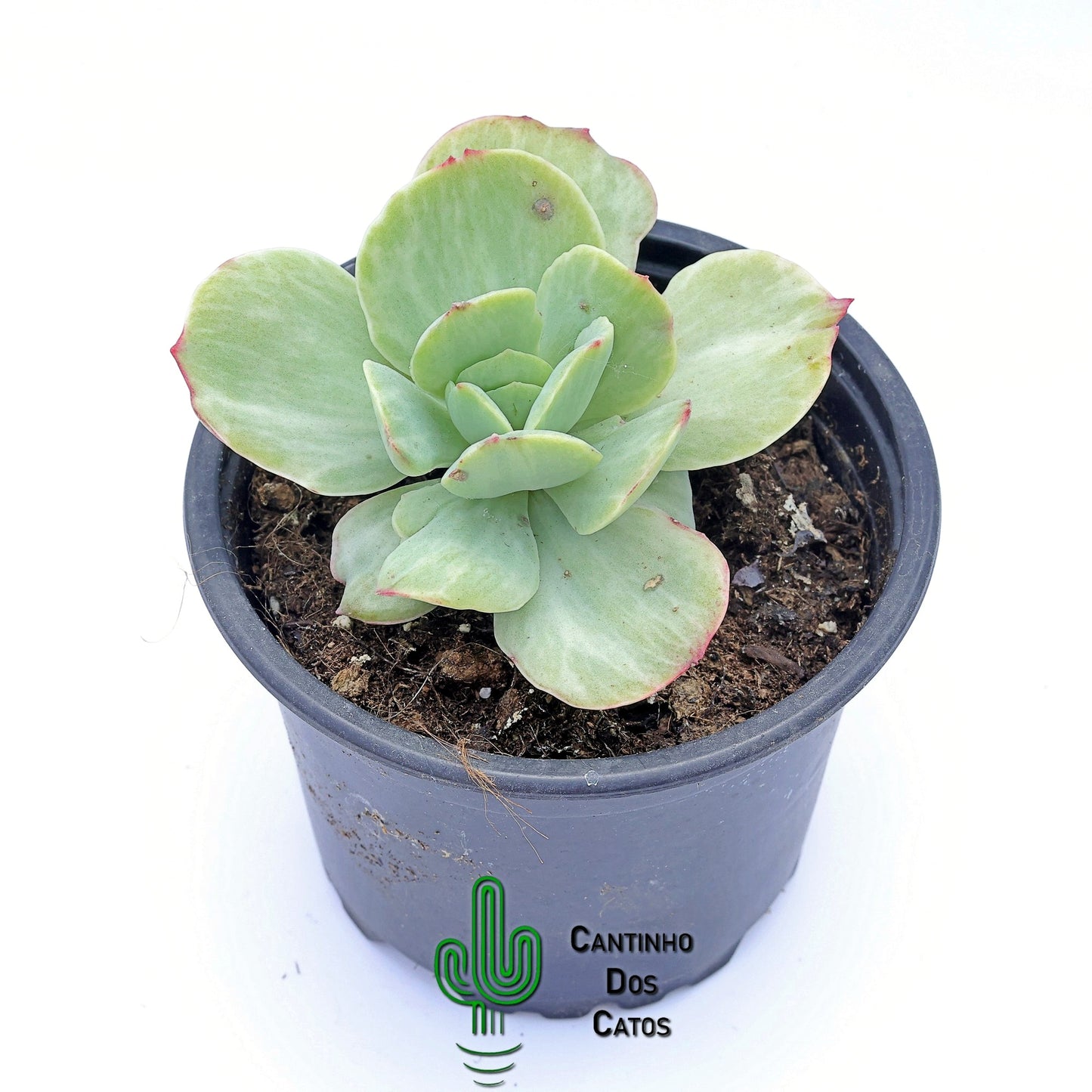 Echeveria Mocha Variegata