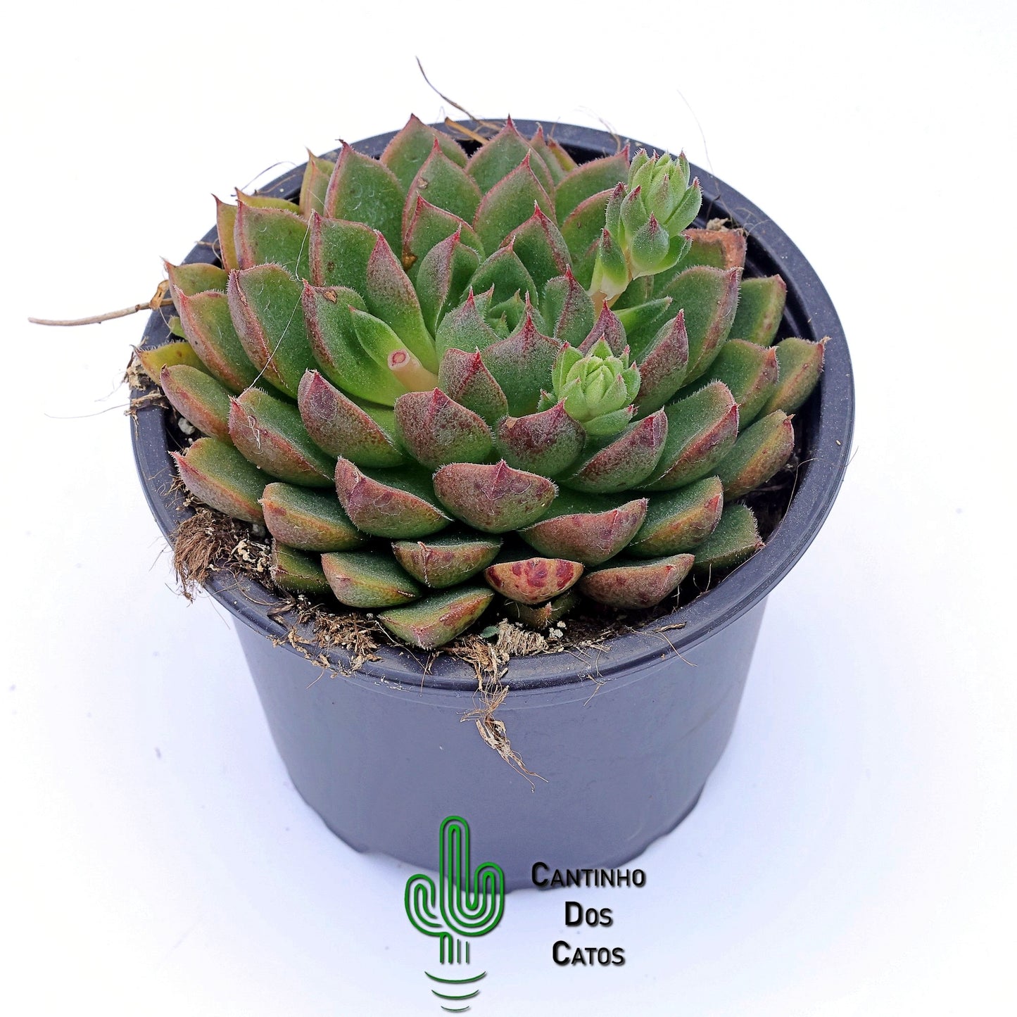 Echeveria Setorum Victor