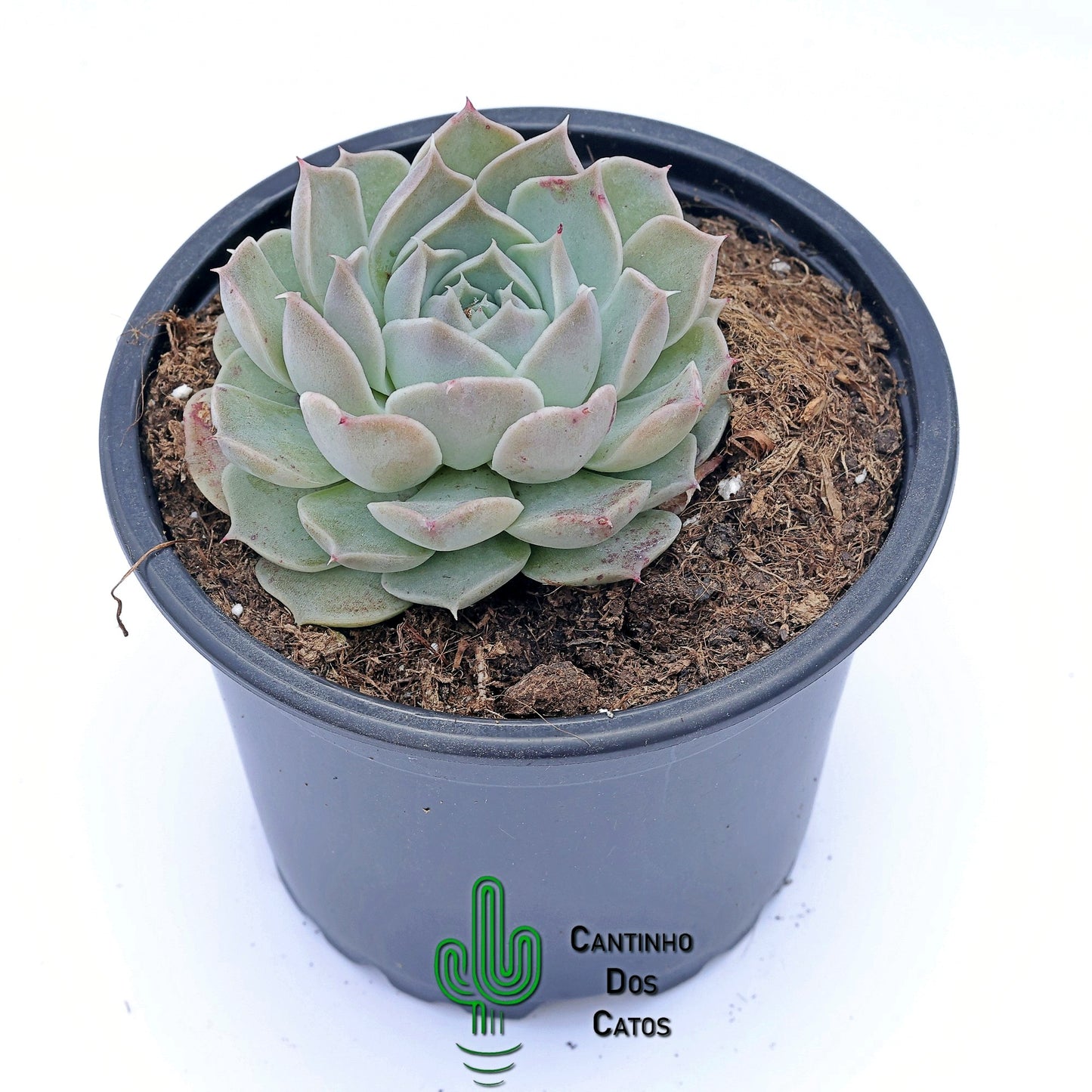Echeveria halbingeri