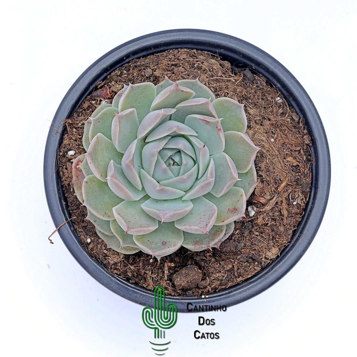 Echeveria halbingeri