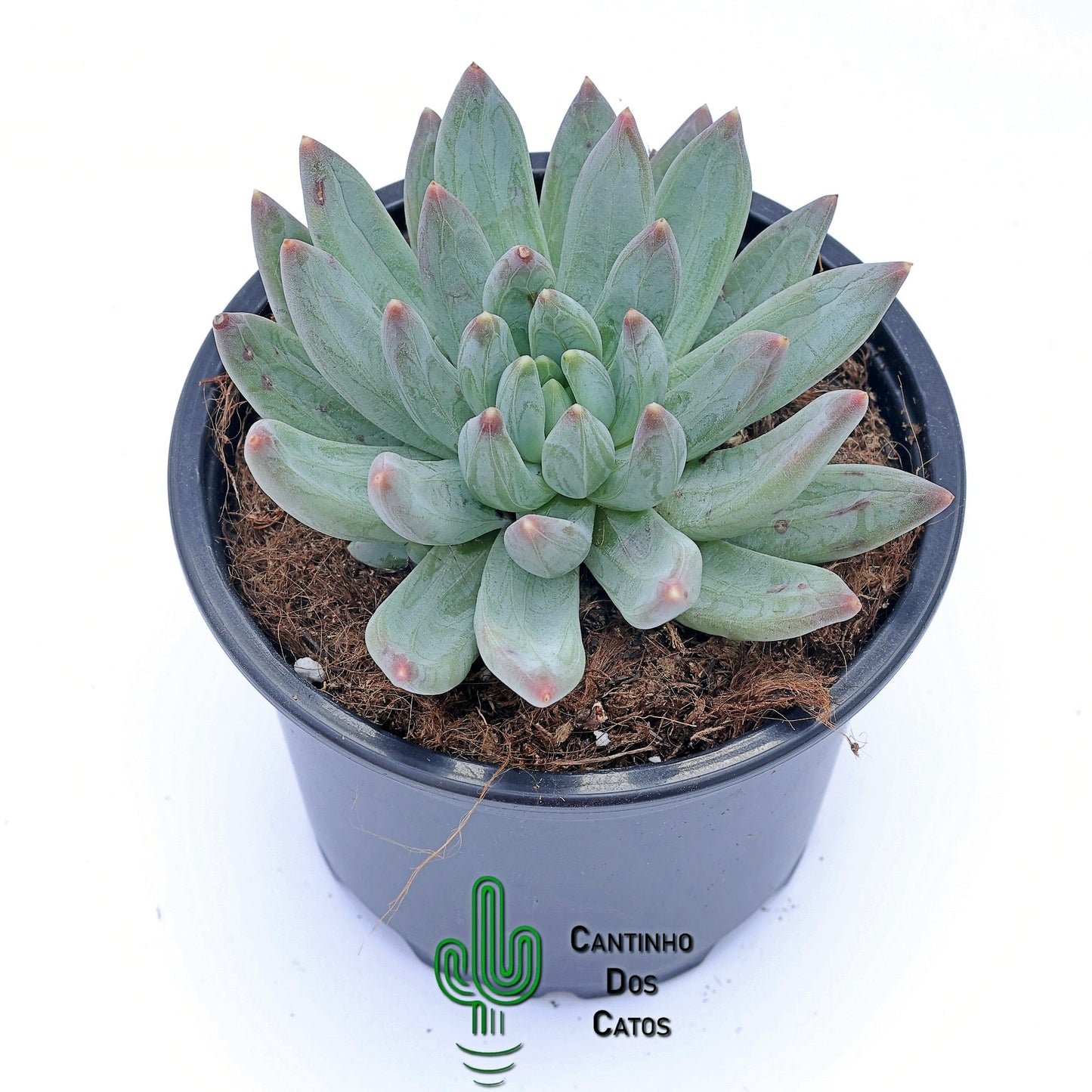 Echeveria Hookerii