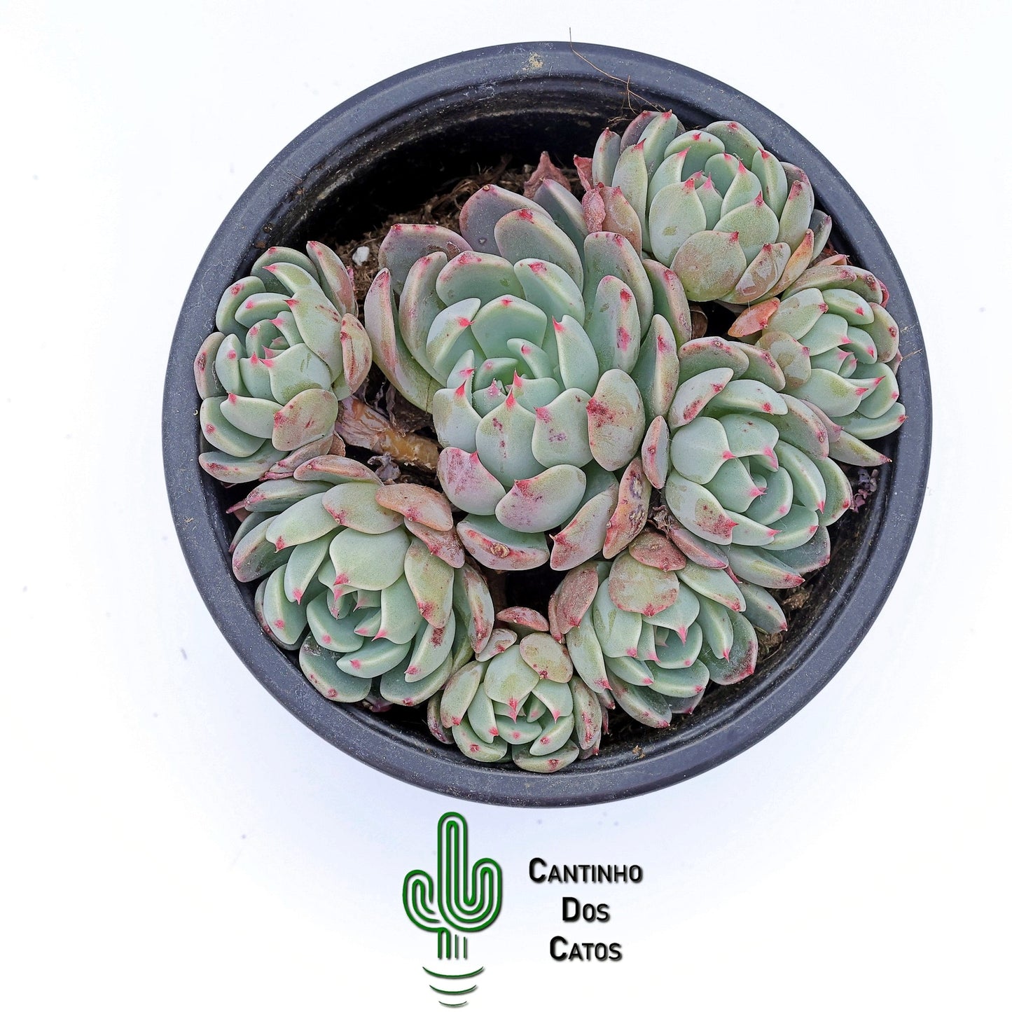 Echeveria Early Sunrise