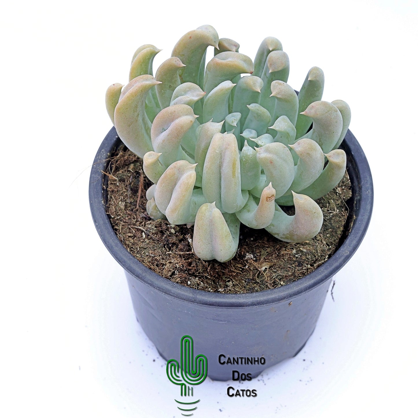 Echeveria Runyonii Topsy Turvy