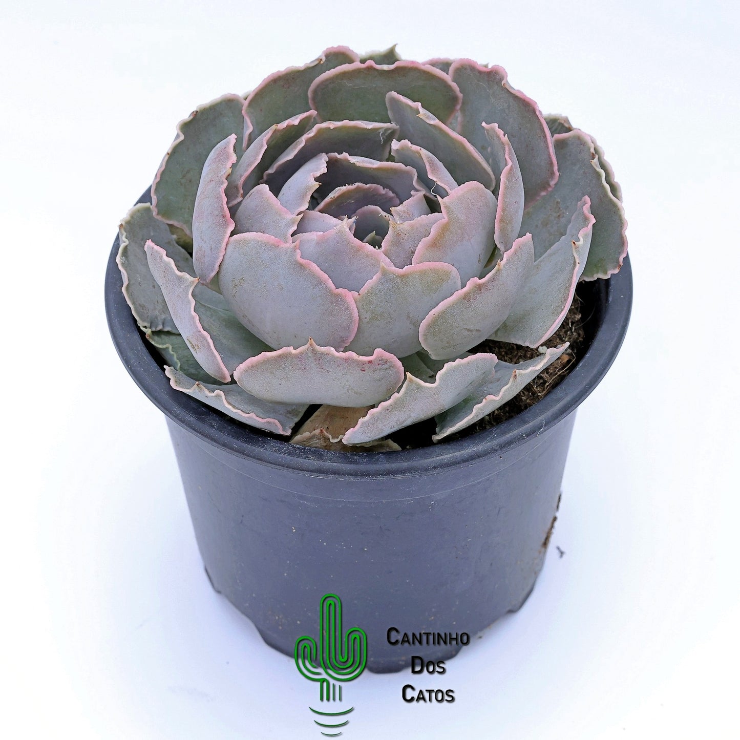 Echeveria shaviana truffles