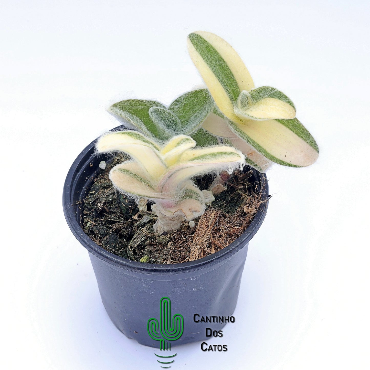 Tradescantia Sillamontana Variegata