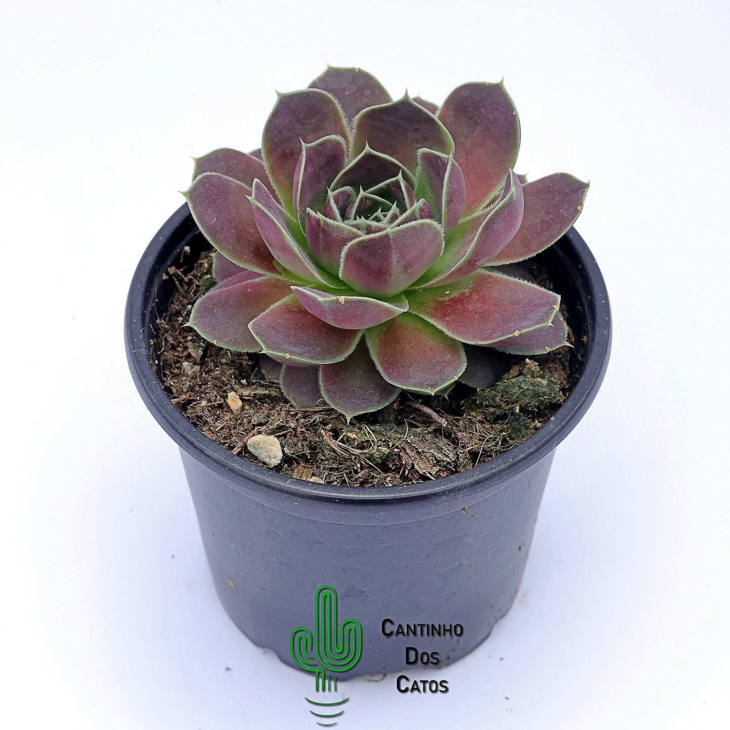 Sempervivum, Jovibarba Heuffelii