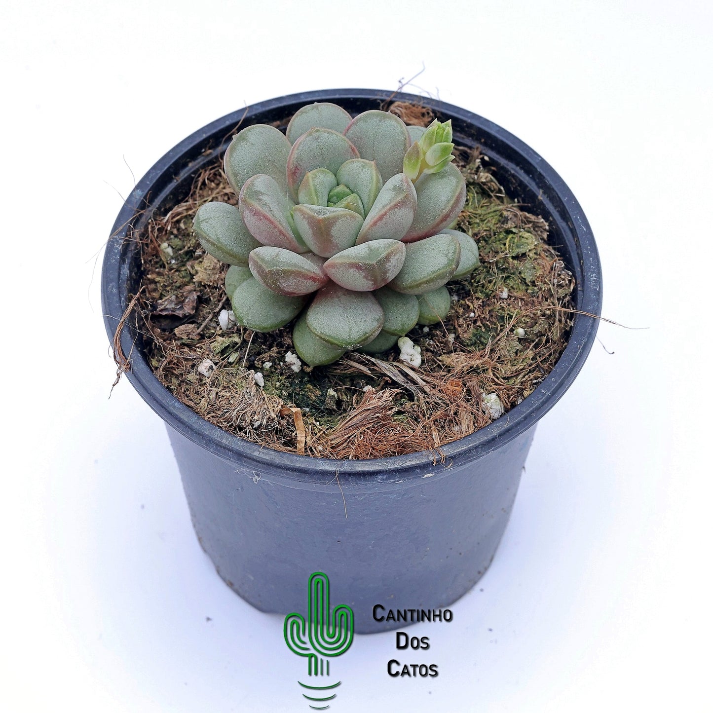 Graptoveria Amethorum