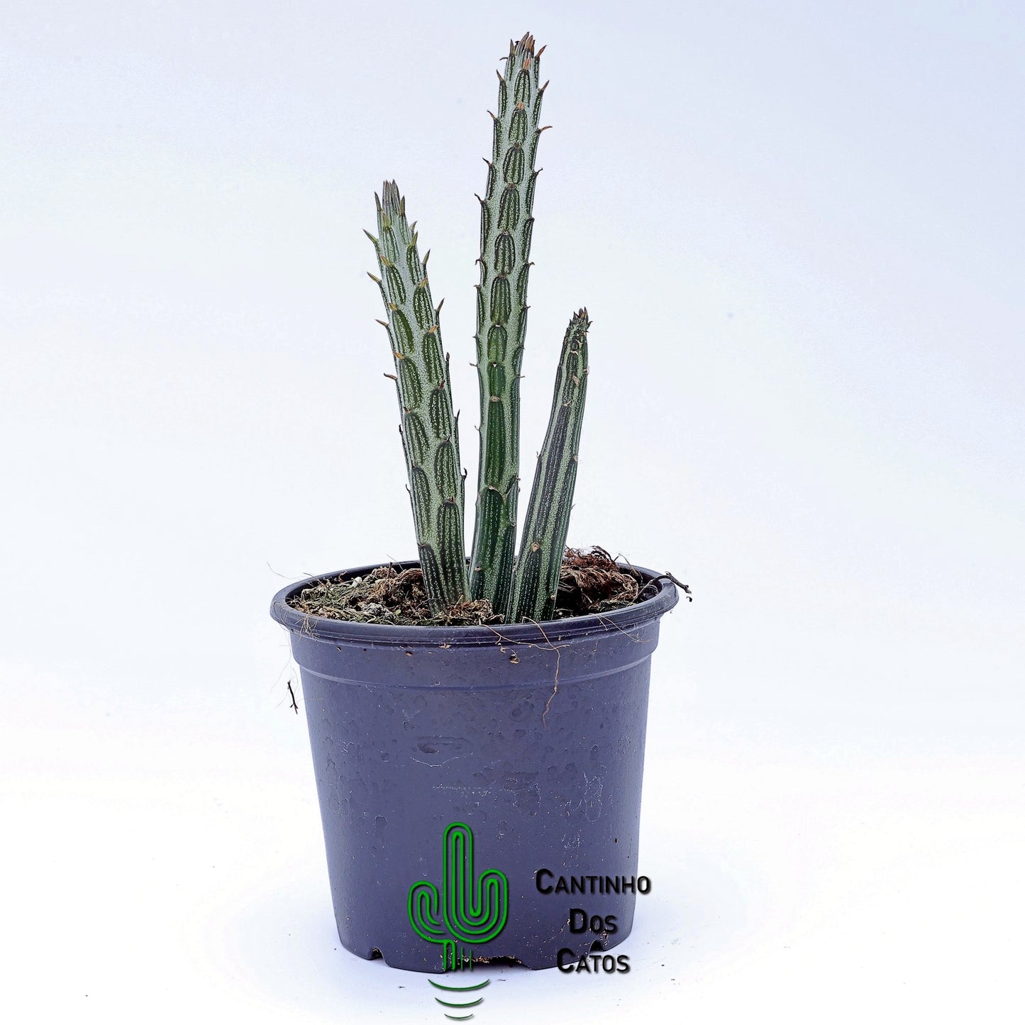 Senecio stapeliiformis