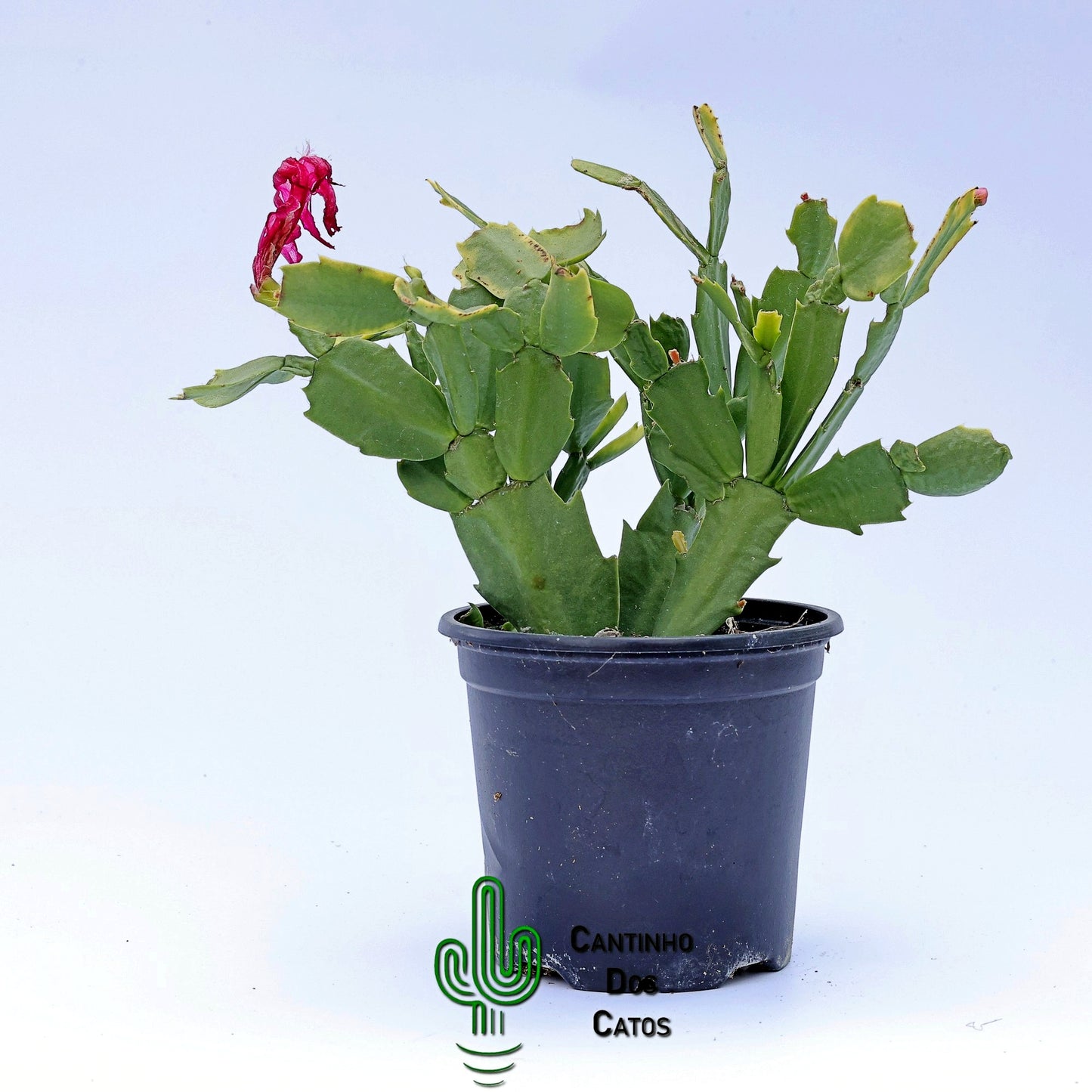 Schlumbergera Truncata, Flor de Maio
