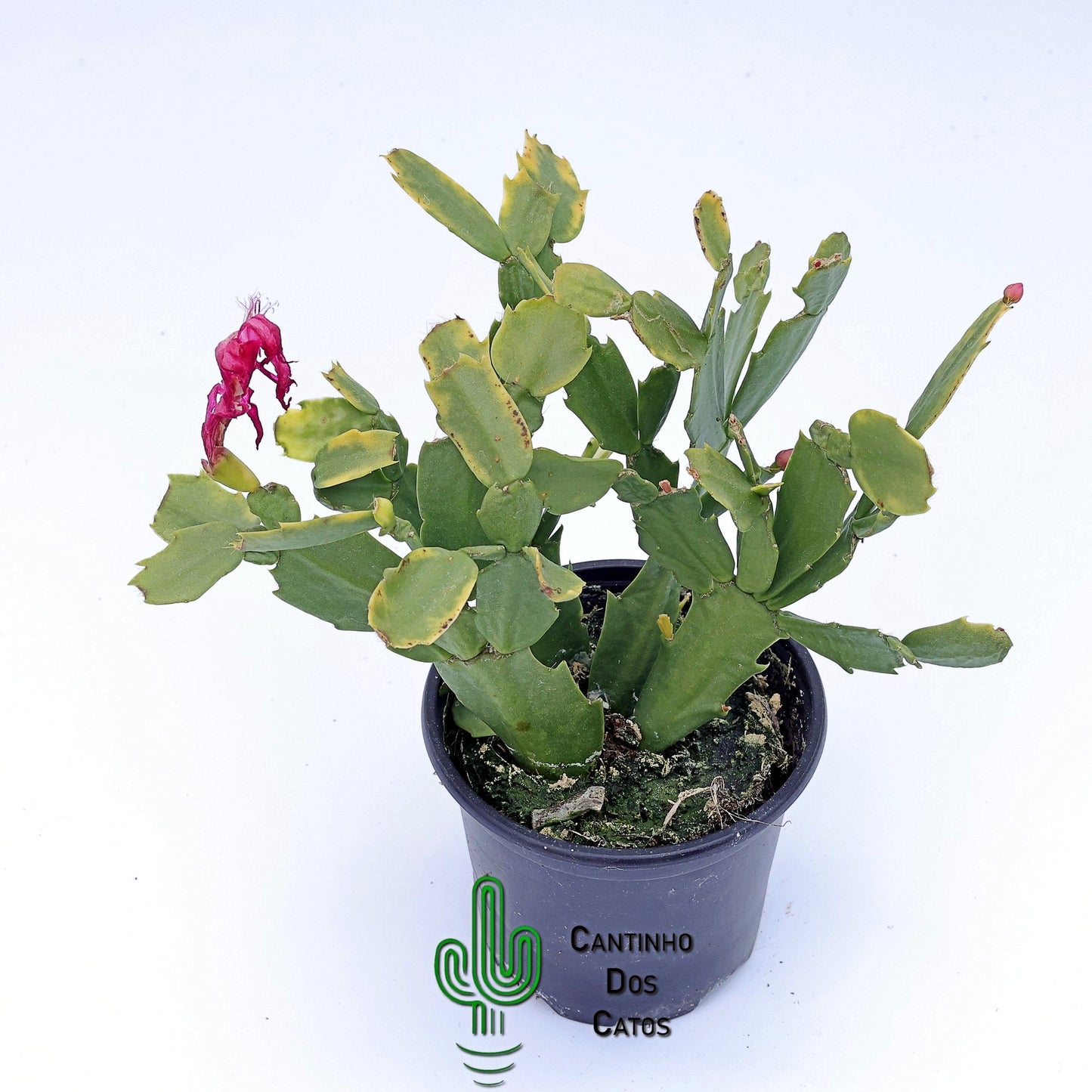 Schlumbergera Truncata, Flor de Maio