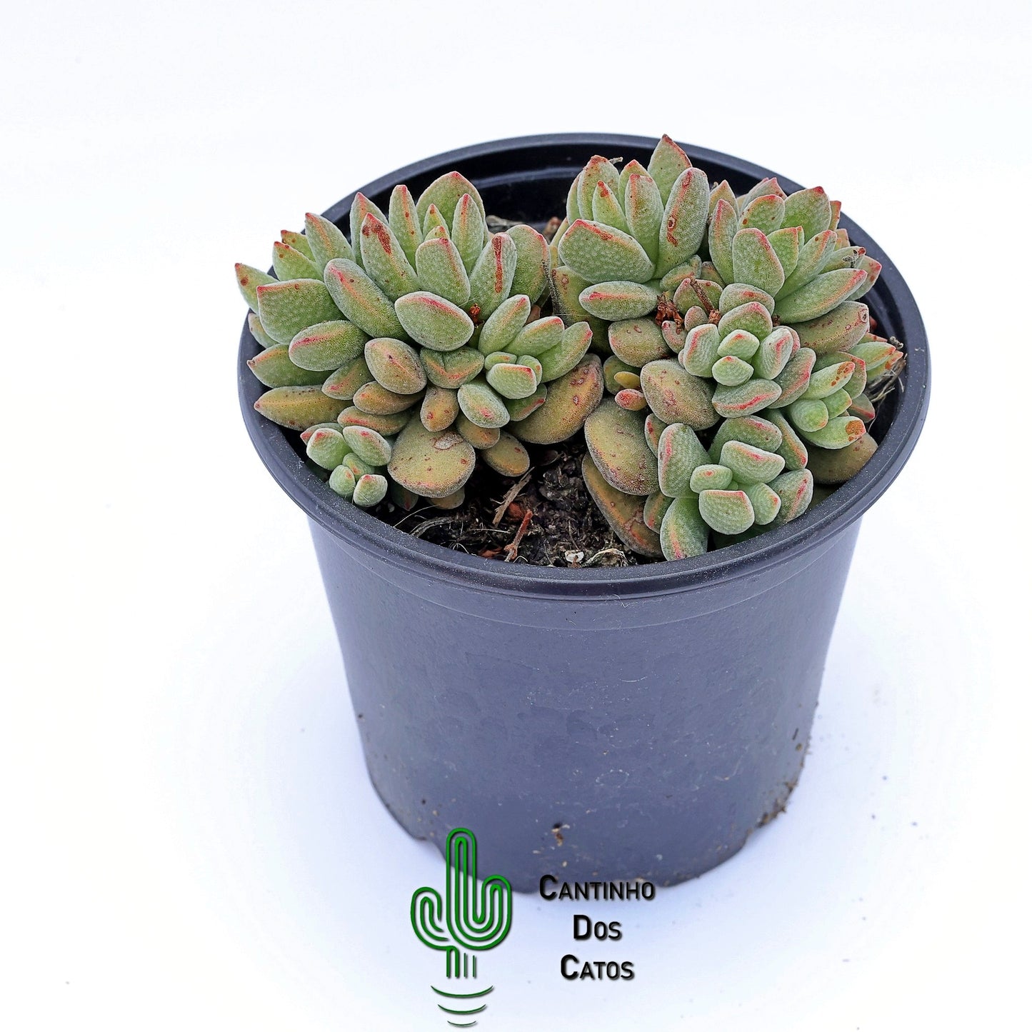 Crassula Ausensis Subs. Titanopsis