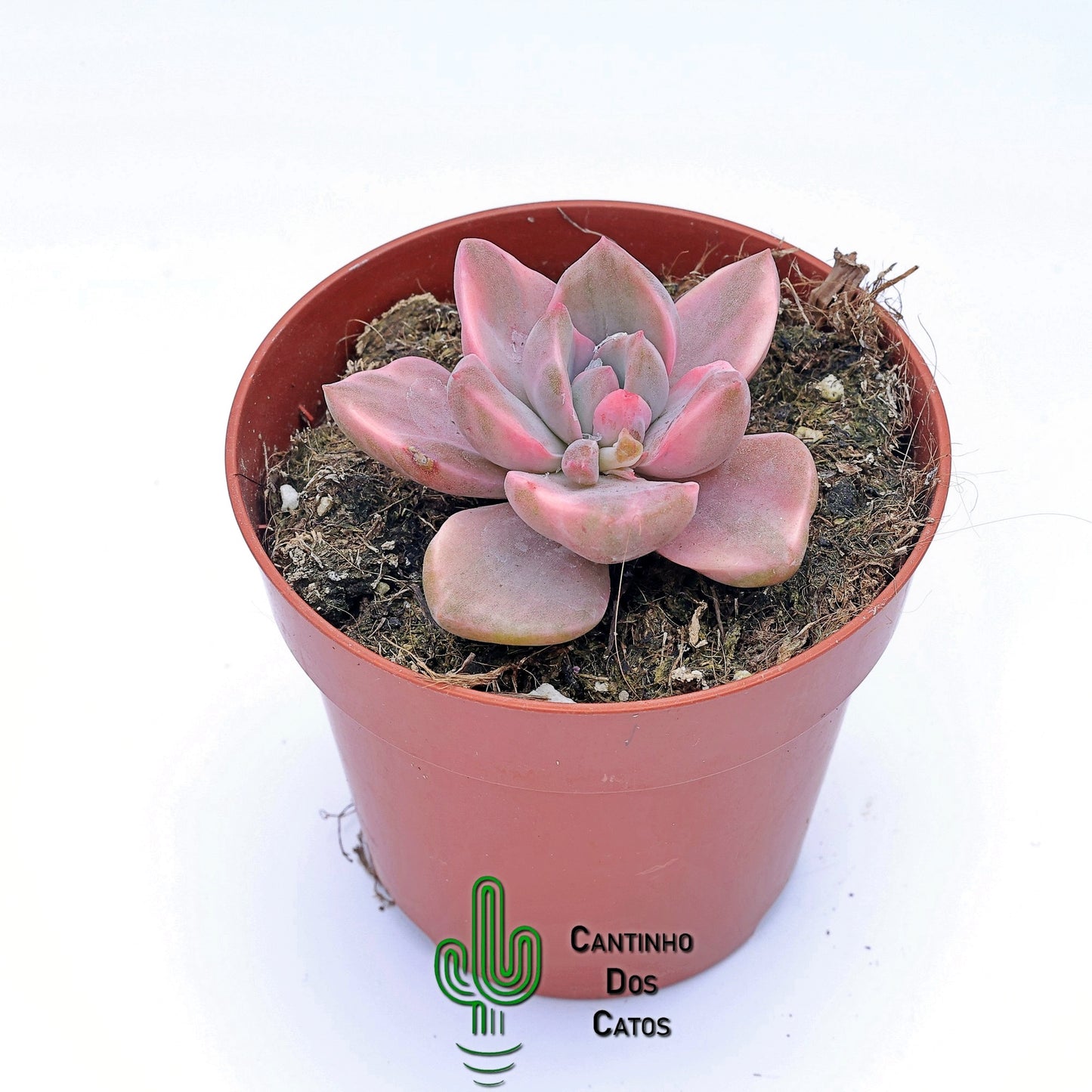 Graptoveria mrs Richards Variegata