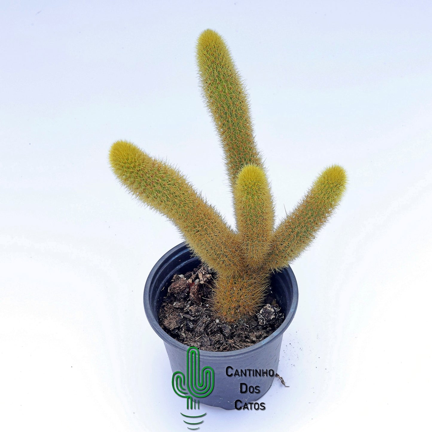 Hildewintera Aureispina (Rabo de Gato)