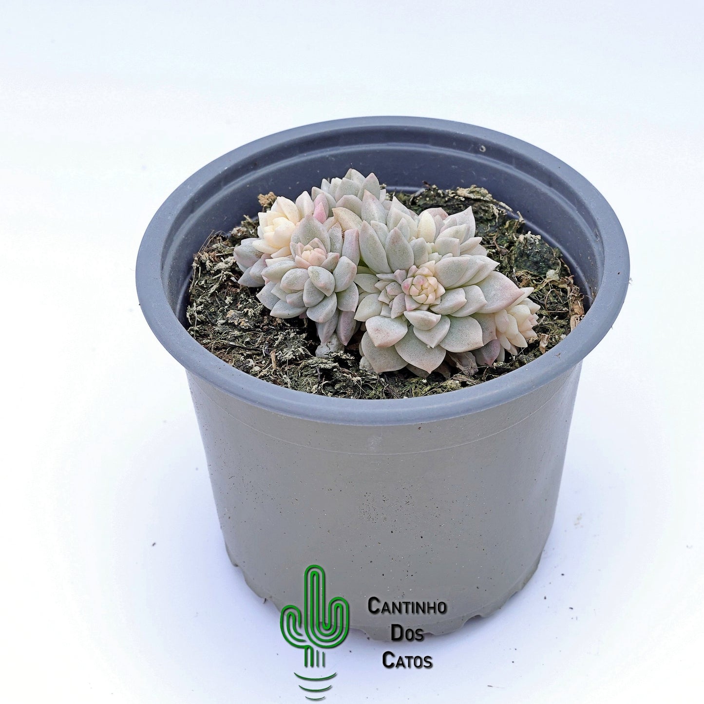 Echeveria Prolífica Variegata