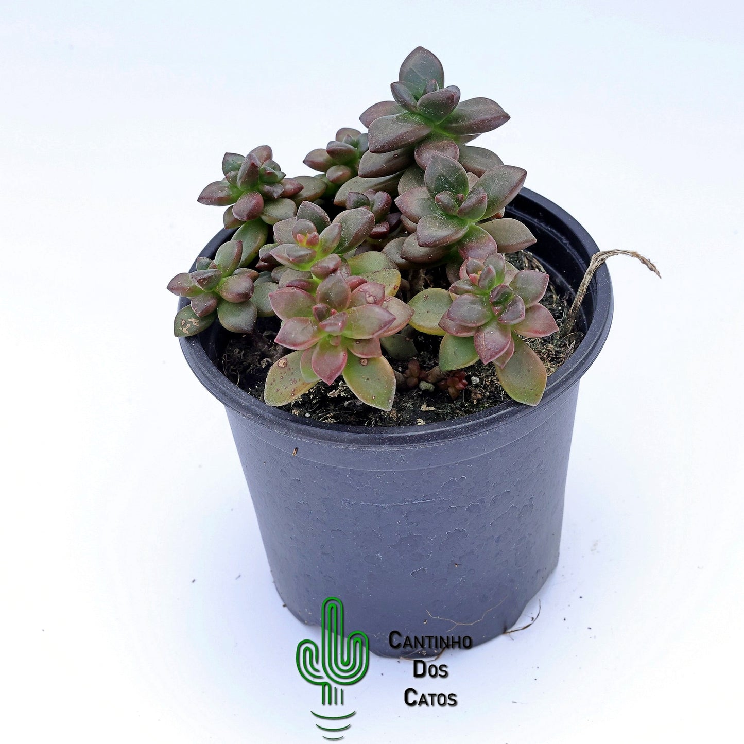 Echeveria Compressicaulis