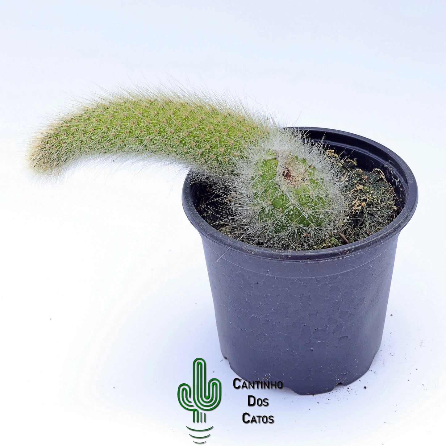 Hildewintera Colademononis (Rabo de Macaco)