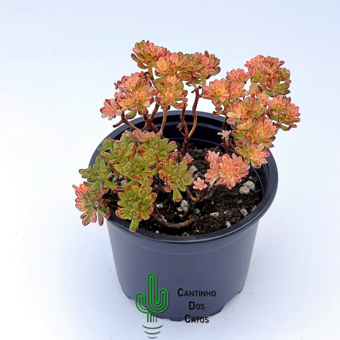Aeonium Sedifolium Variegata