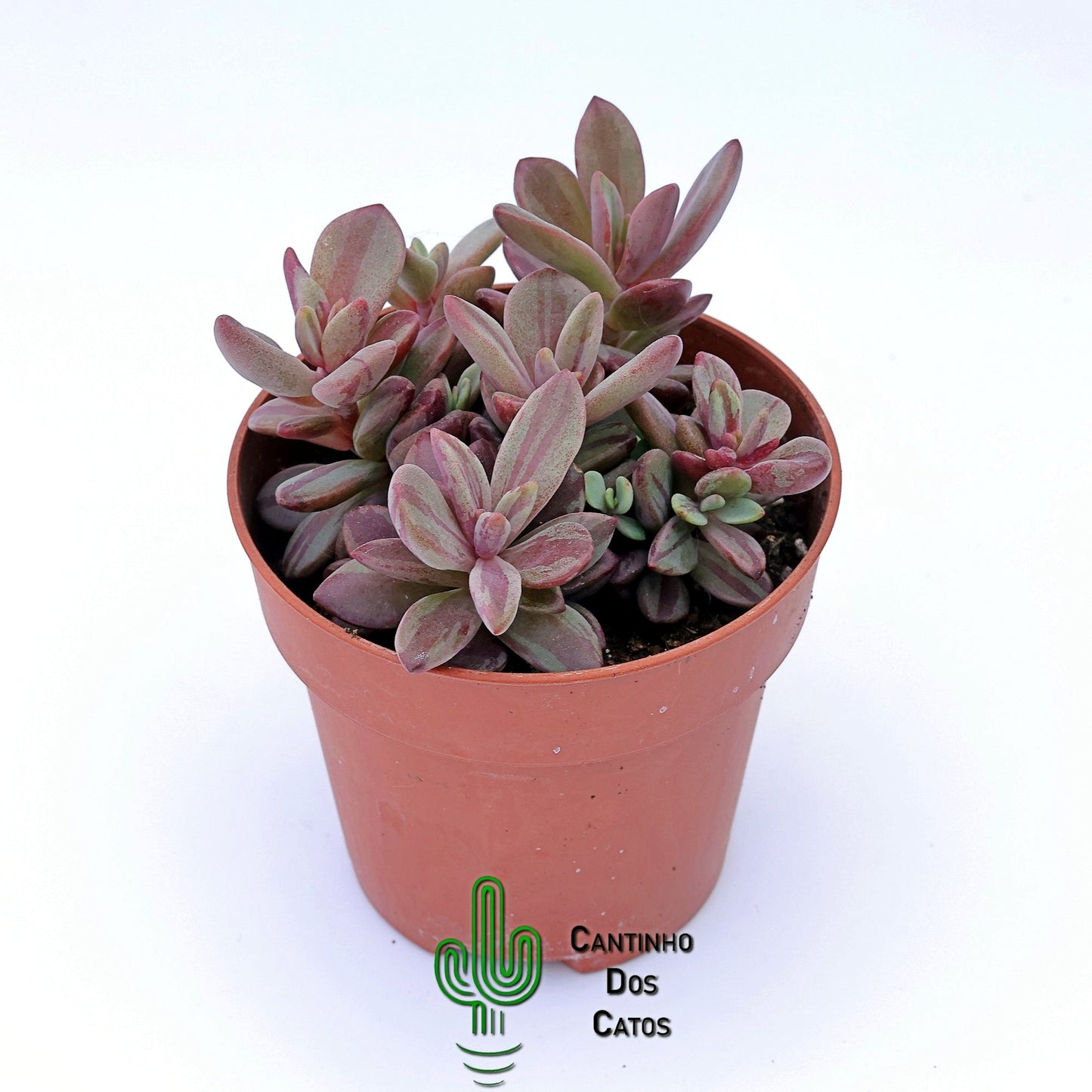 Echeveria Rezry Variegata