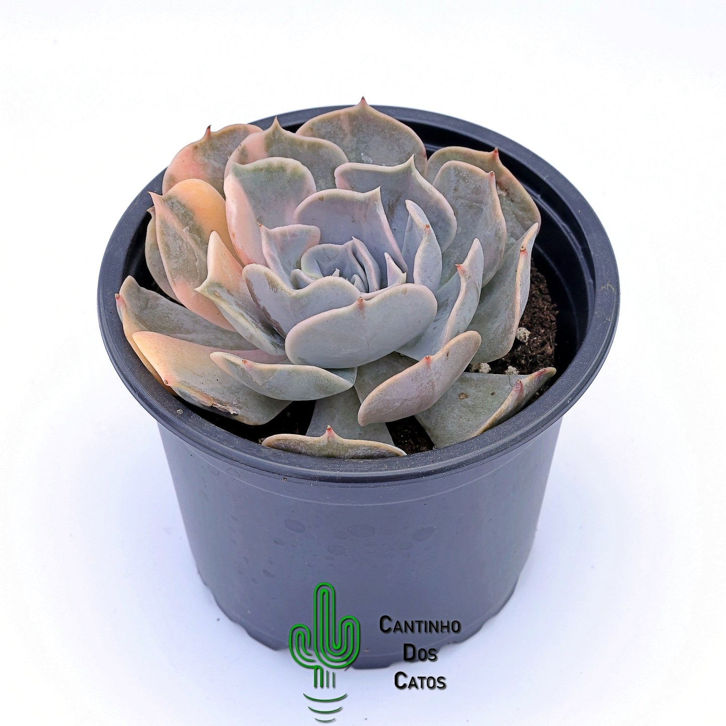 Echeveria Pollux Variegata