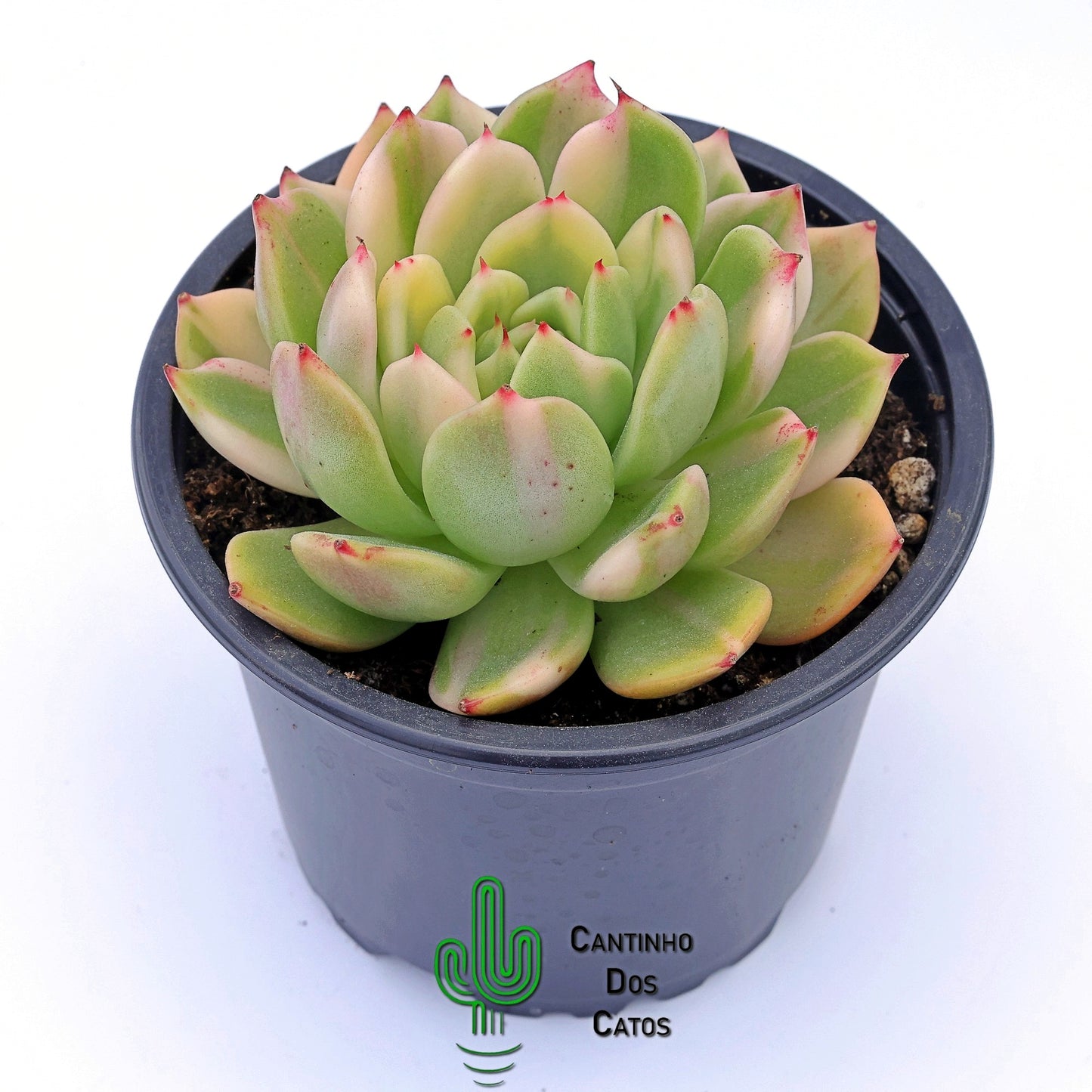 Echeveria Flamenco Variegata