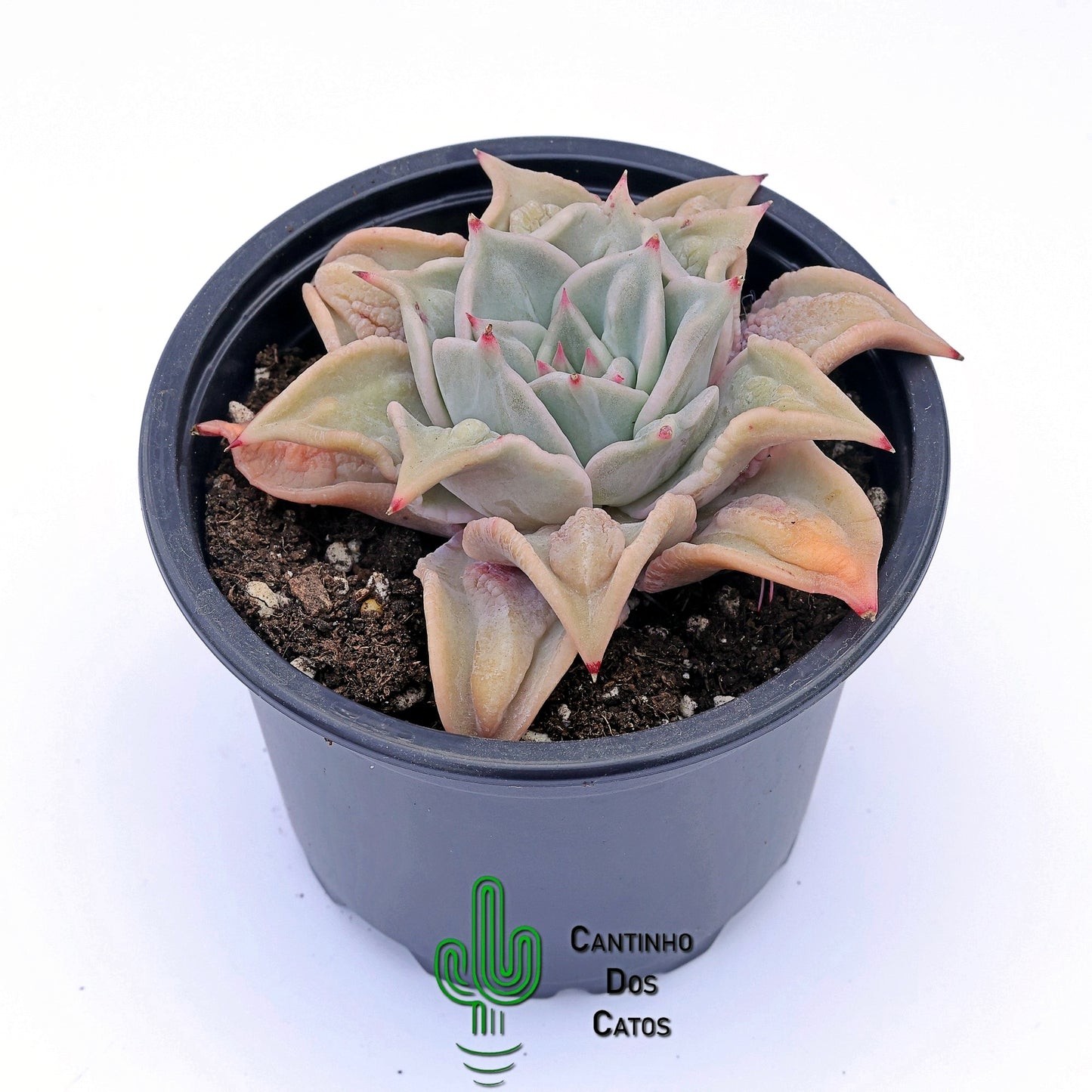 Echeveria Madiba Carunculata
