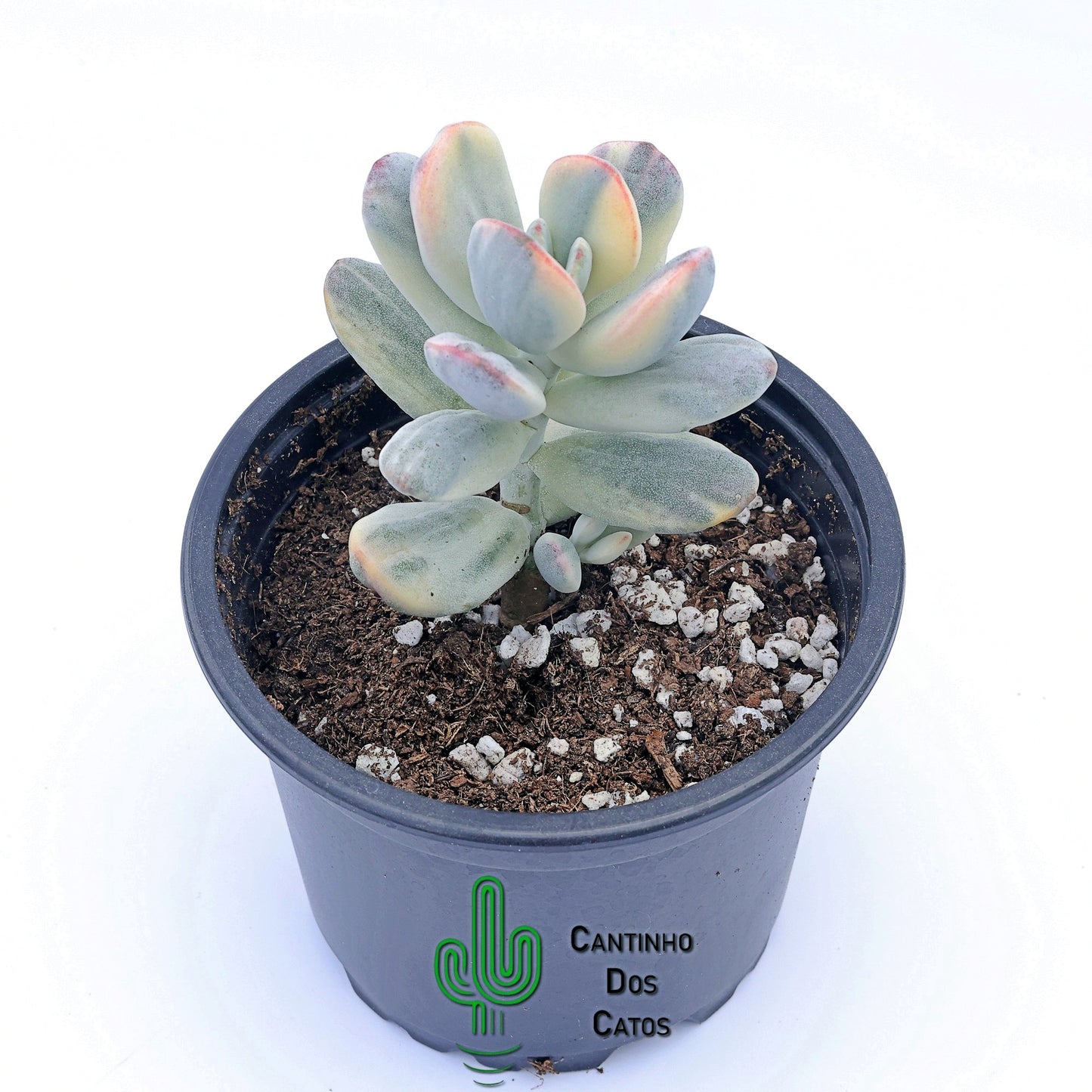 Cotyledon Orbiculata Variegata