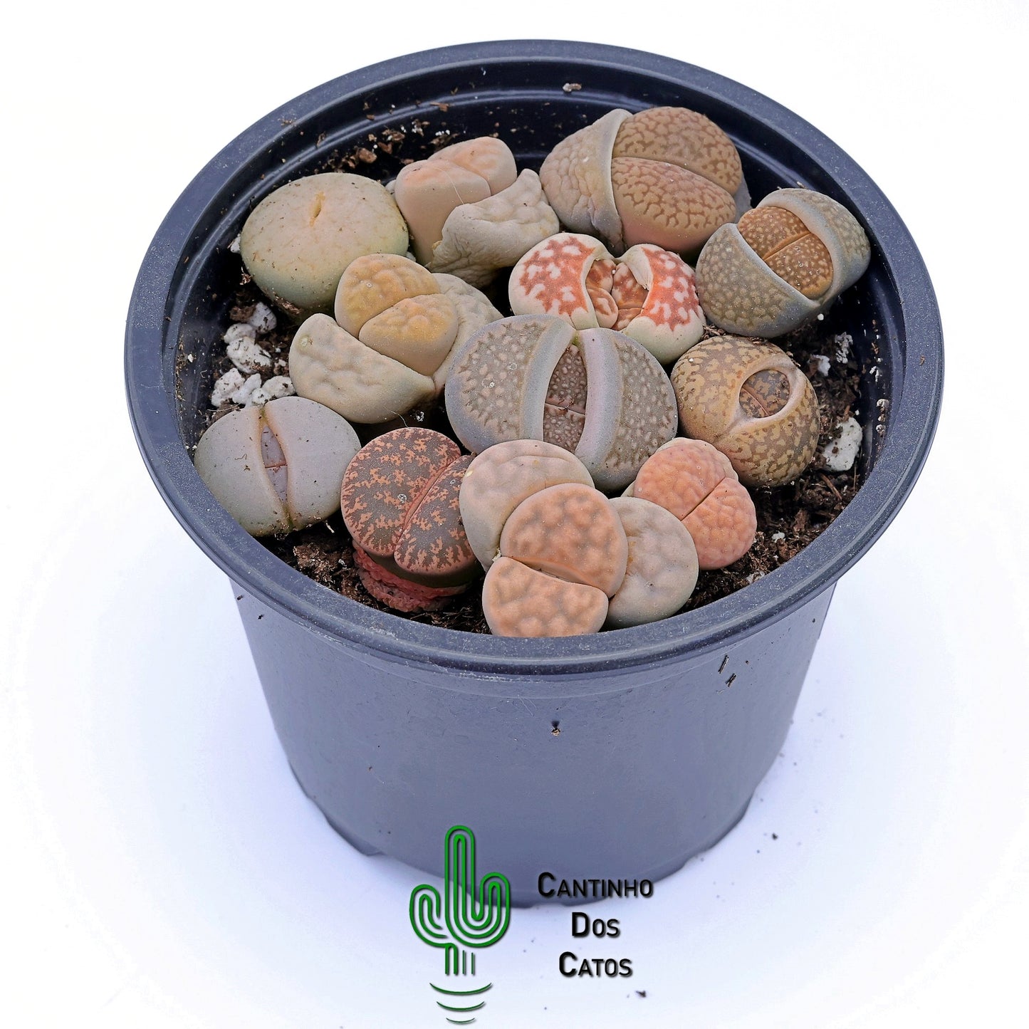 Lithops, Pedras Vivas