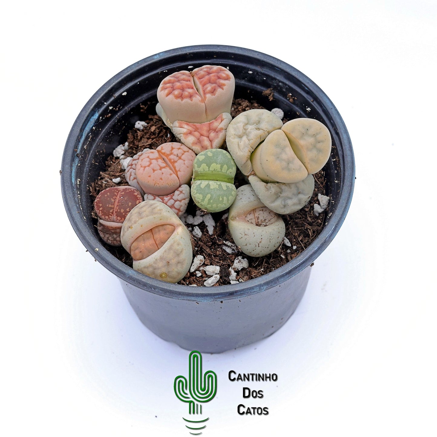 Lithops, Pedras Vivas