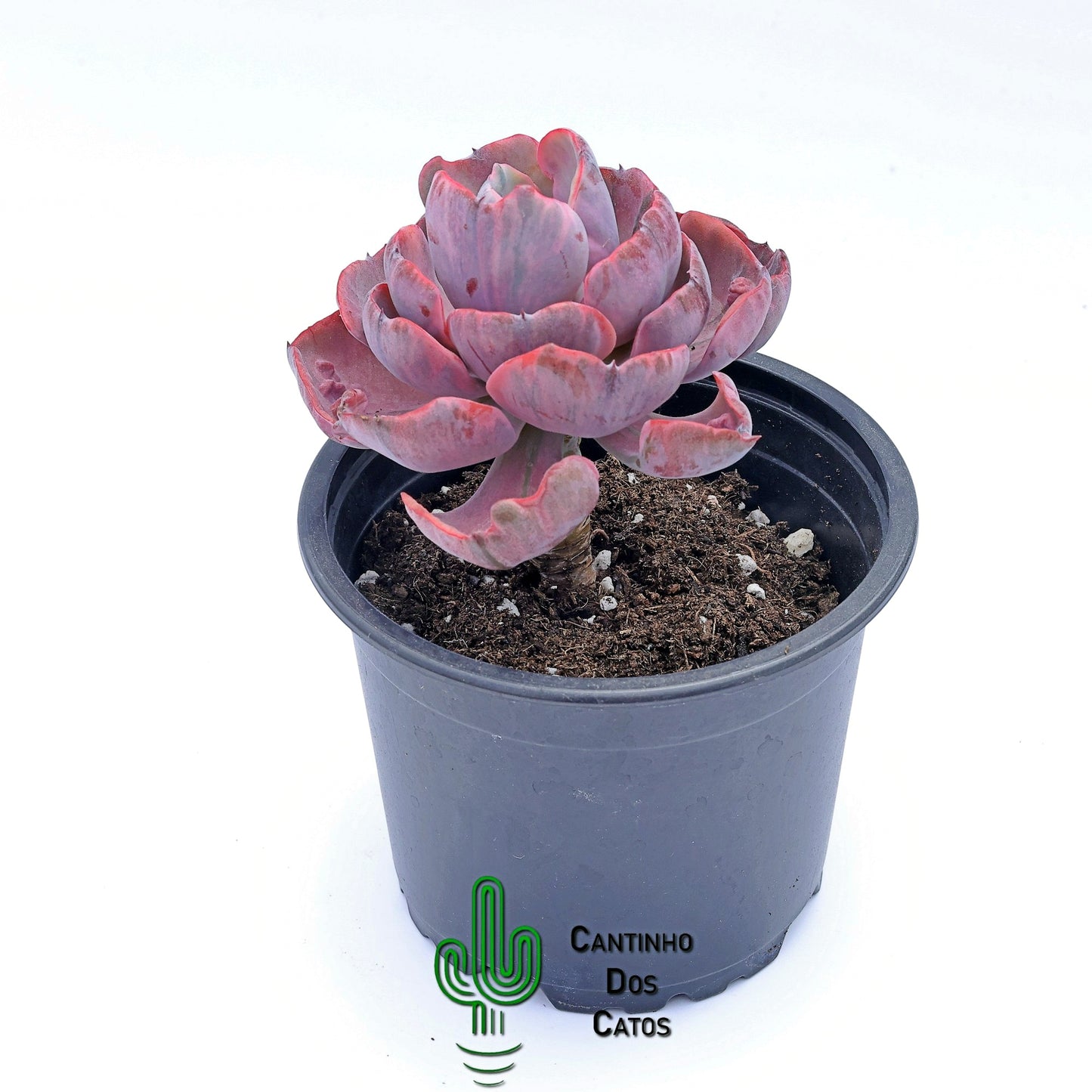 Echeveria Beyonce Variegata