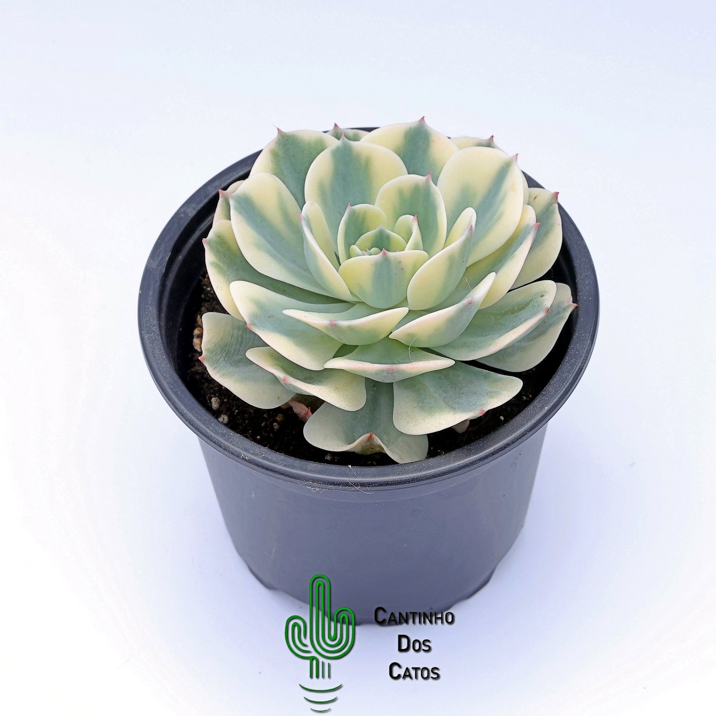 Echeveria Compton Carousel