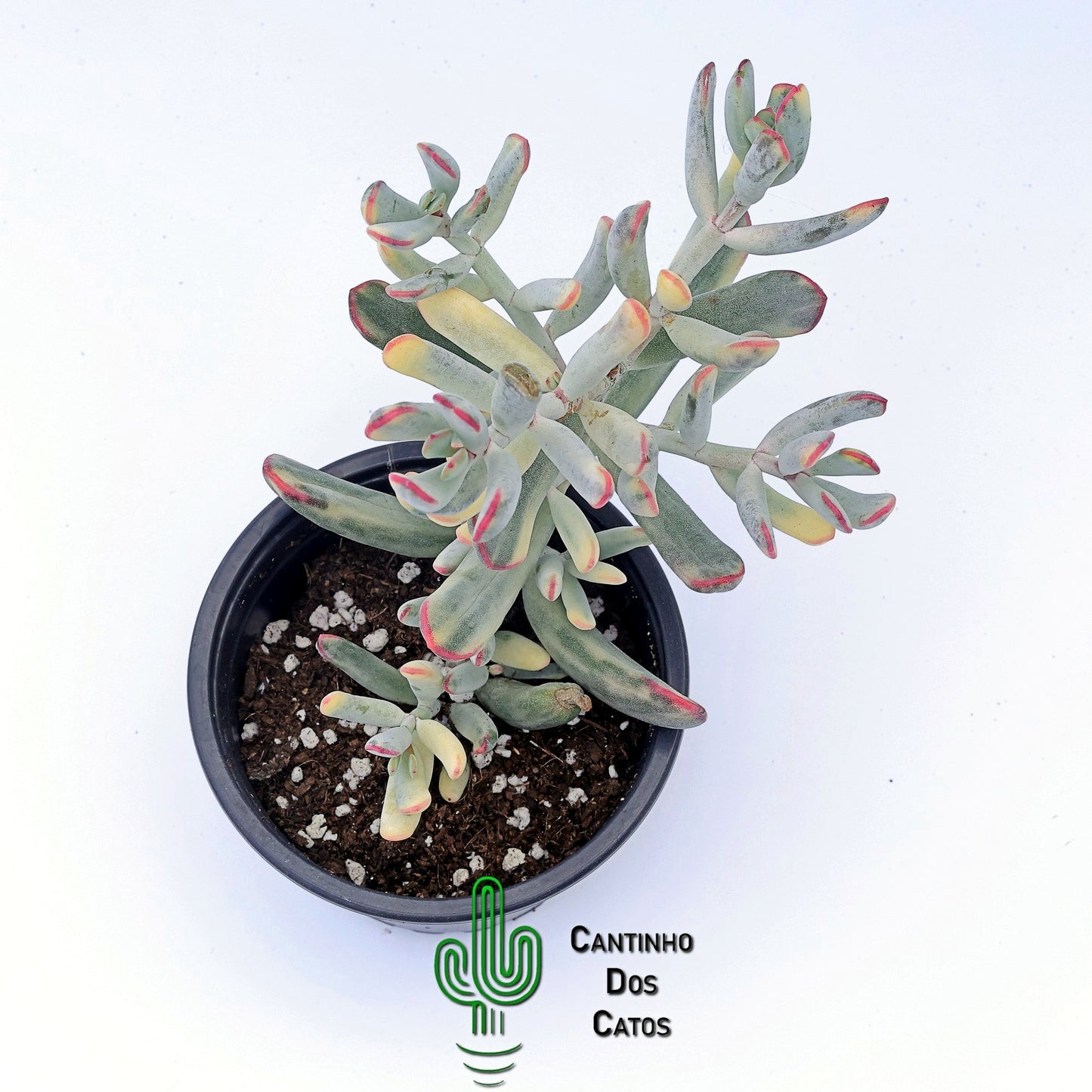 Cotyledon orbiculata var. flanaganii variegata