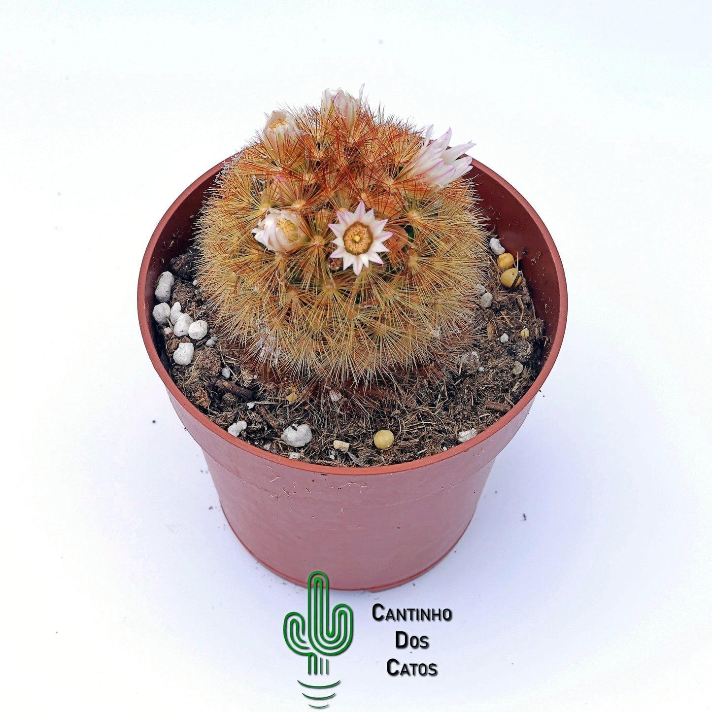 Mammillaria Carmenae f. Rubrispina