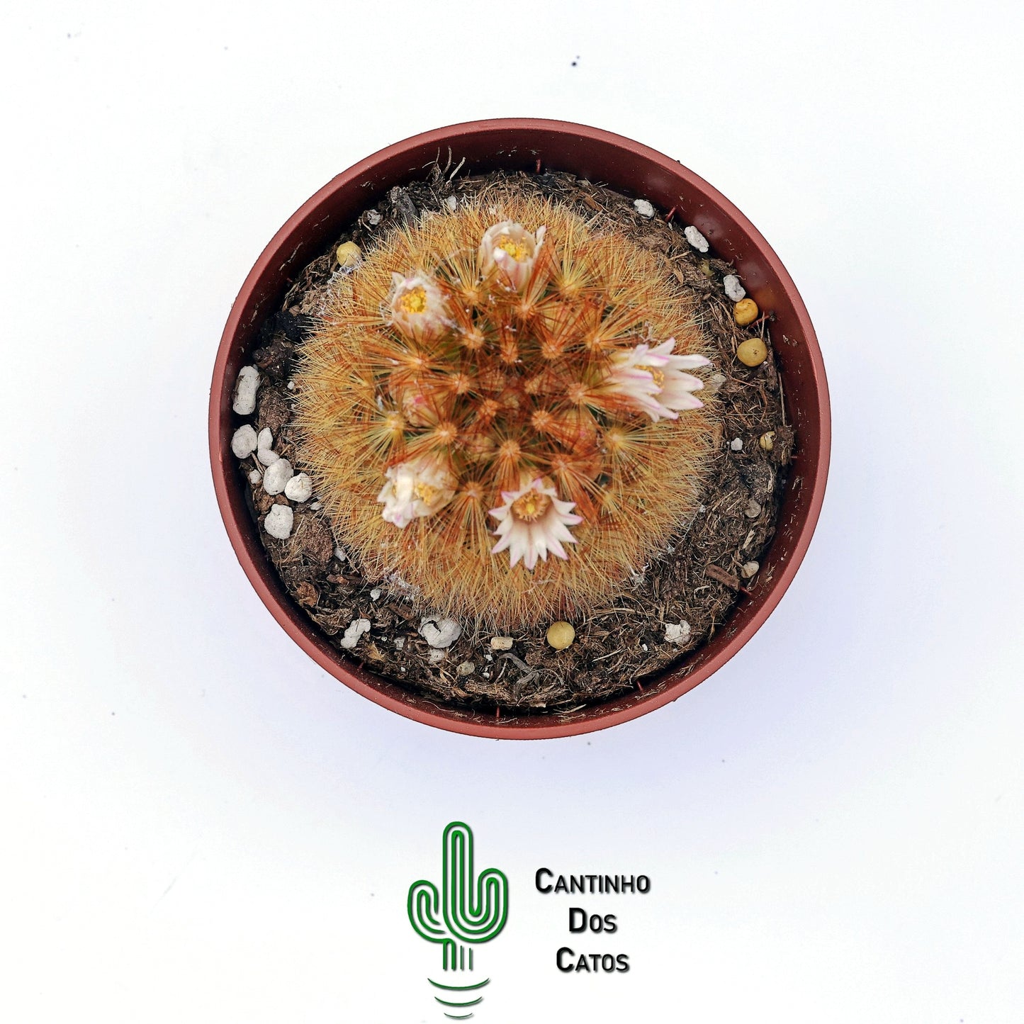 Mammillaria Carmenae f. Rubrispina
