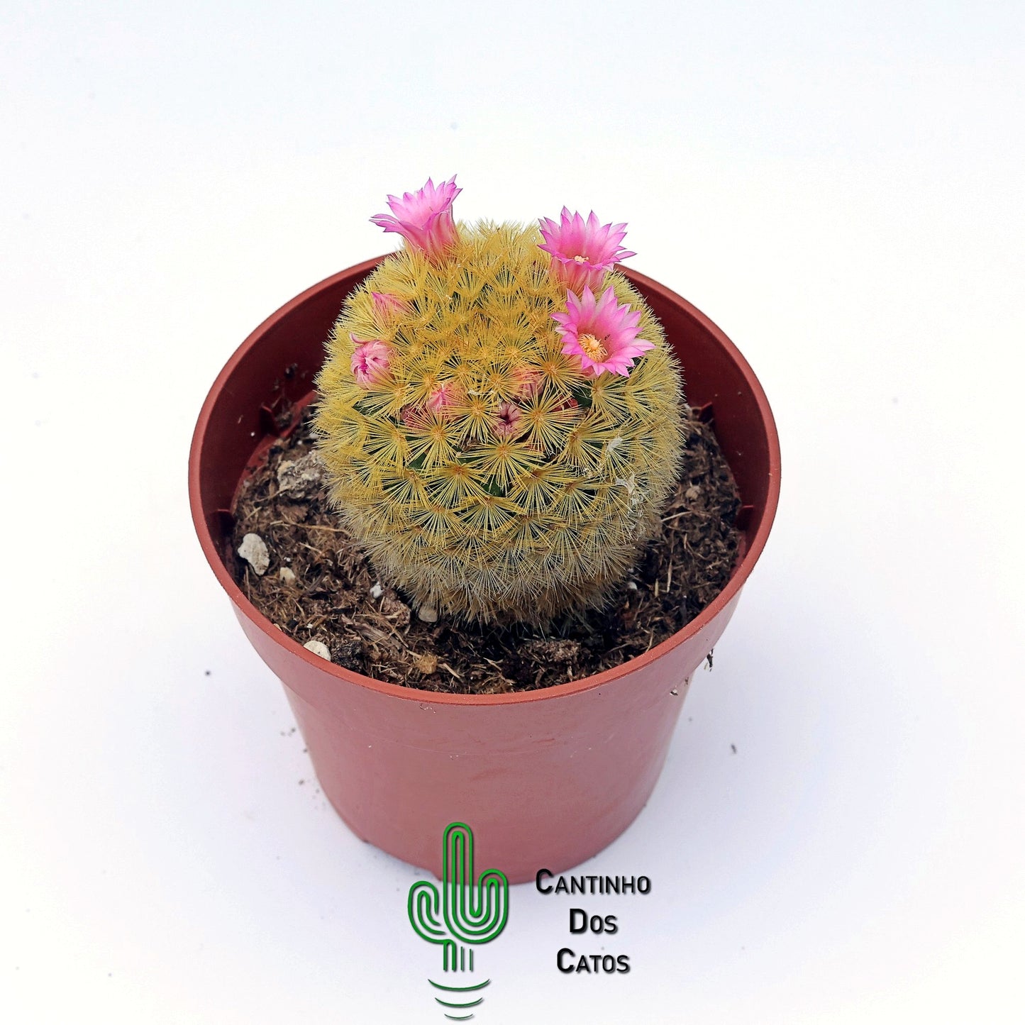 Mammillaria Carmenae f. Rubrispina
