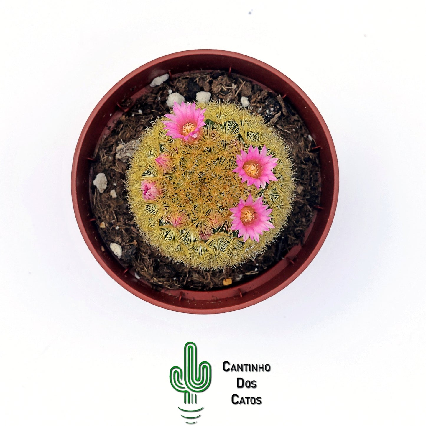 Mammillaria Carmenae f. Rubrispina