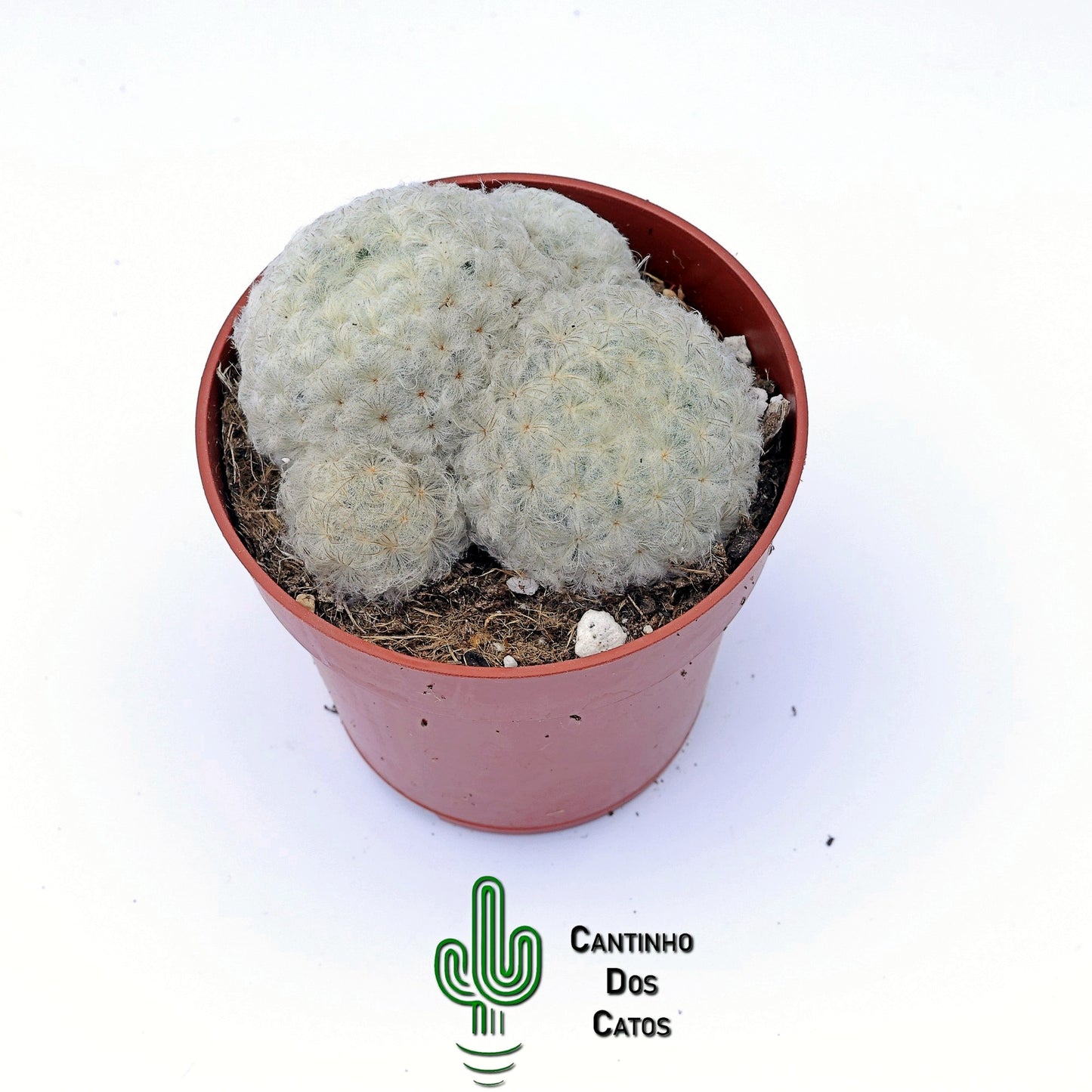 Mammillaria Plumosa