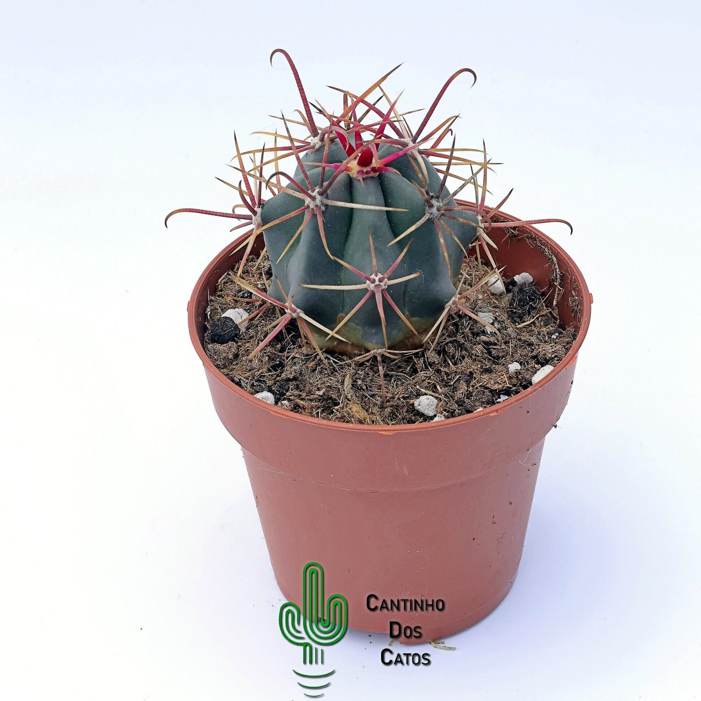 Ferocactus Emoryi