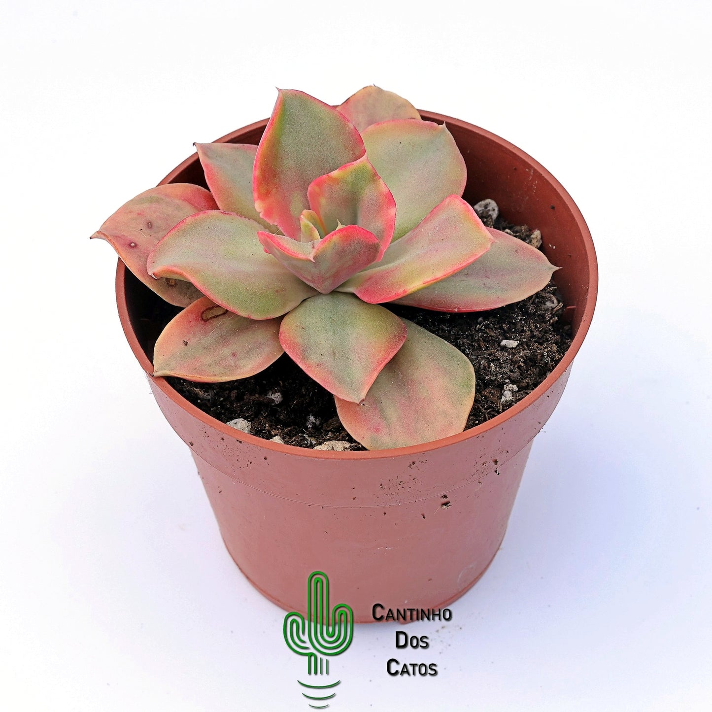 Echeveria Minigosahong Variegata