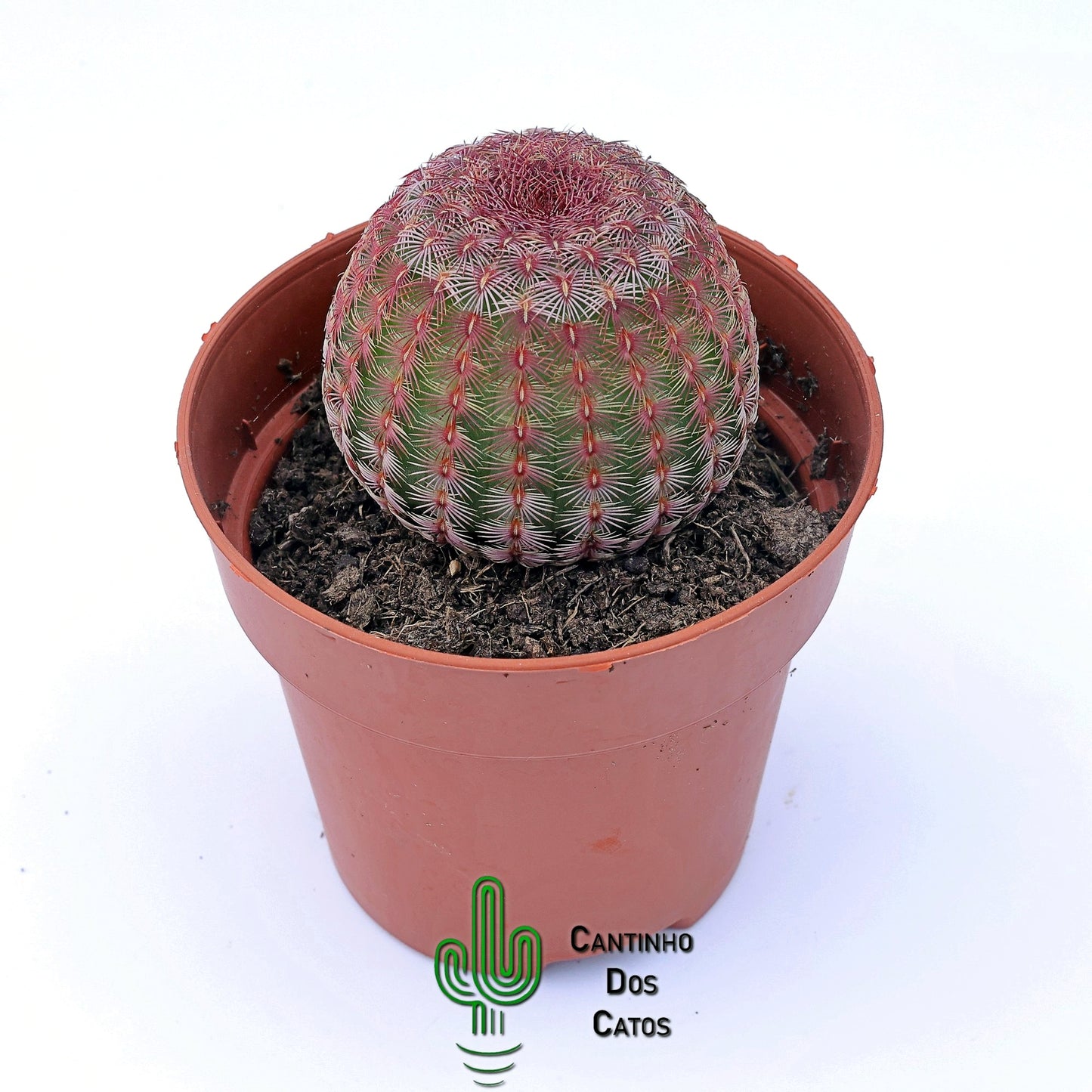 Echinocereus Rigidissimus Rubispinus