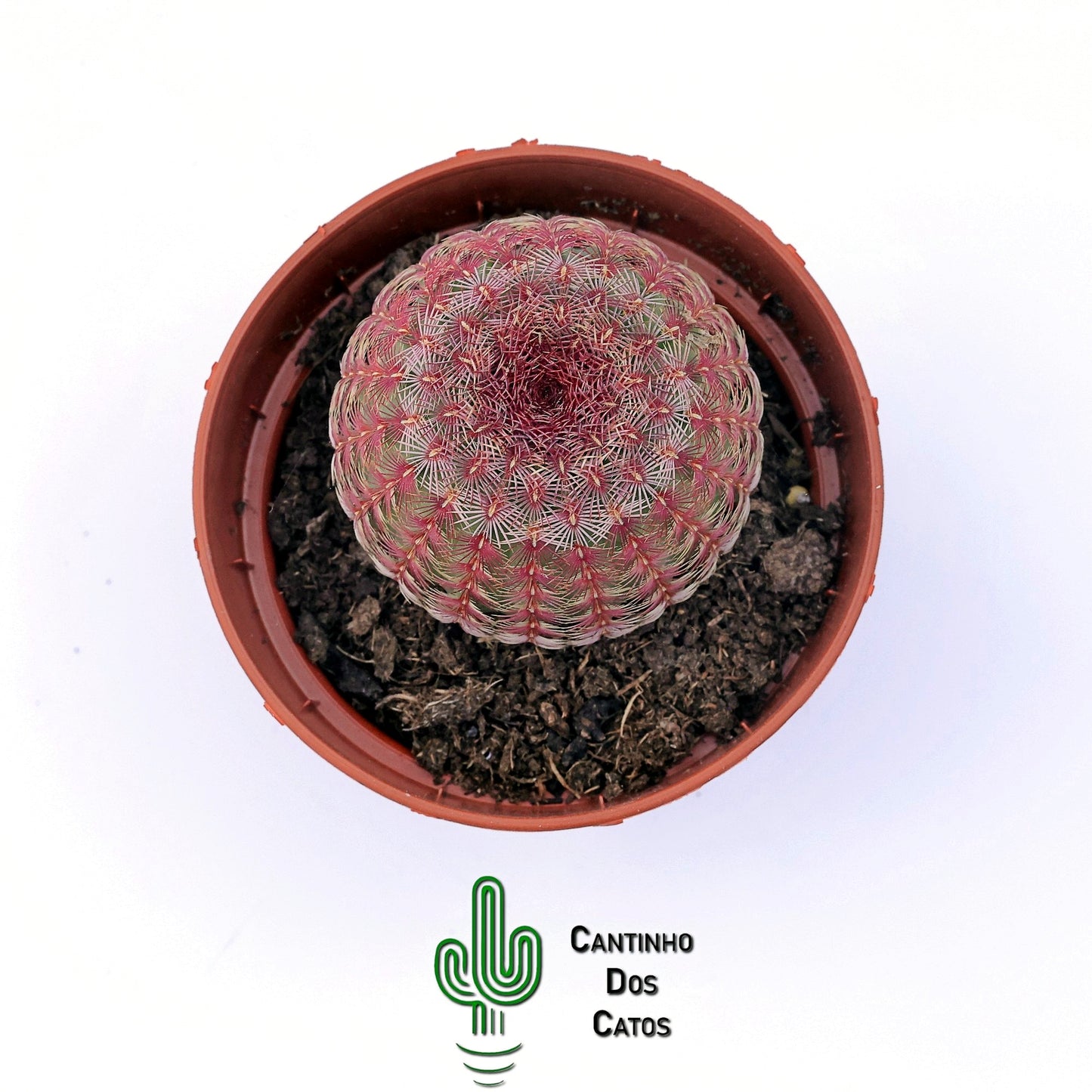 Echinocereus Rigidissimus Rubispinus