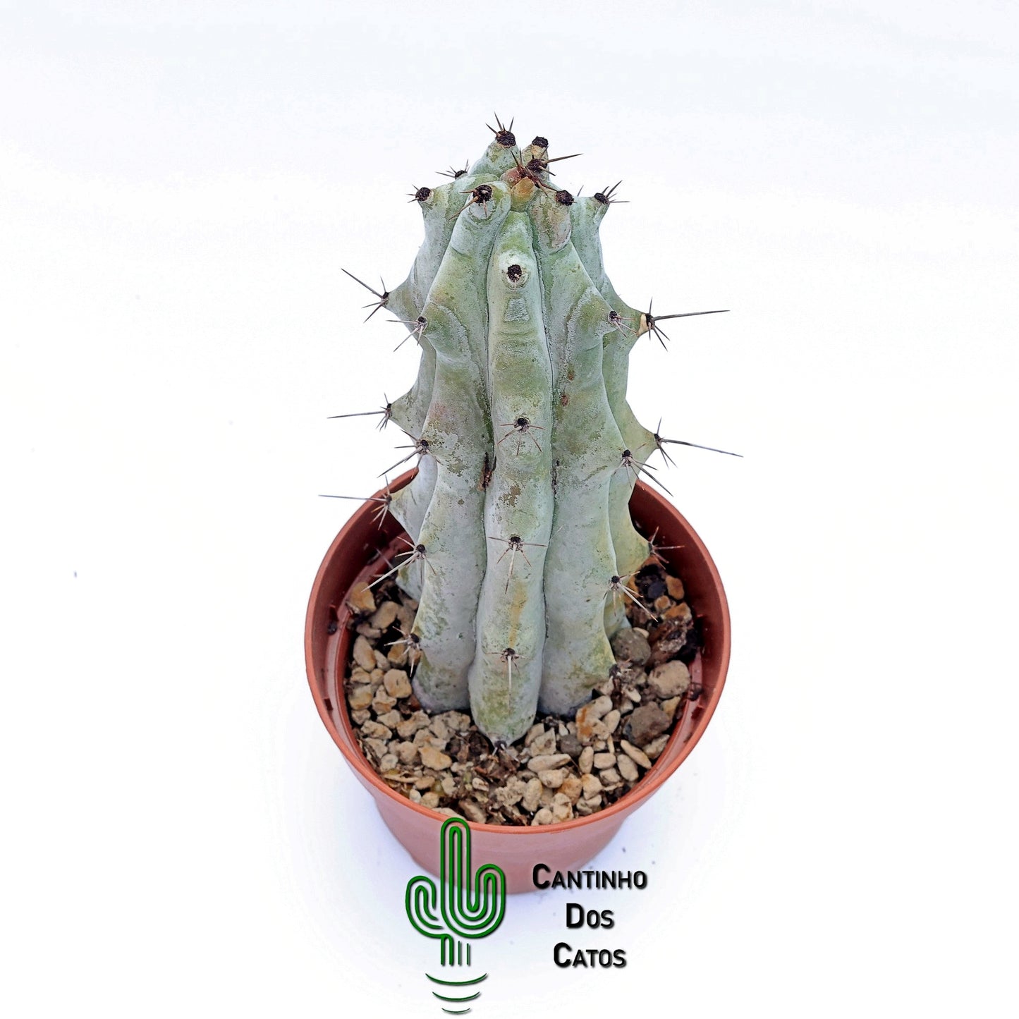 Stenocereus Beneckei