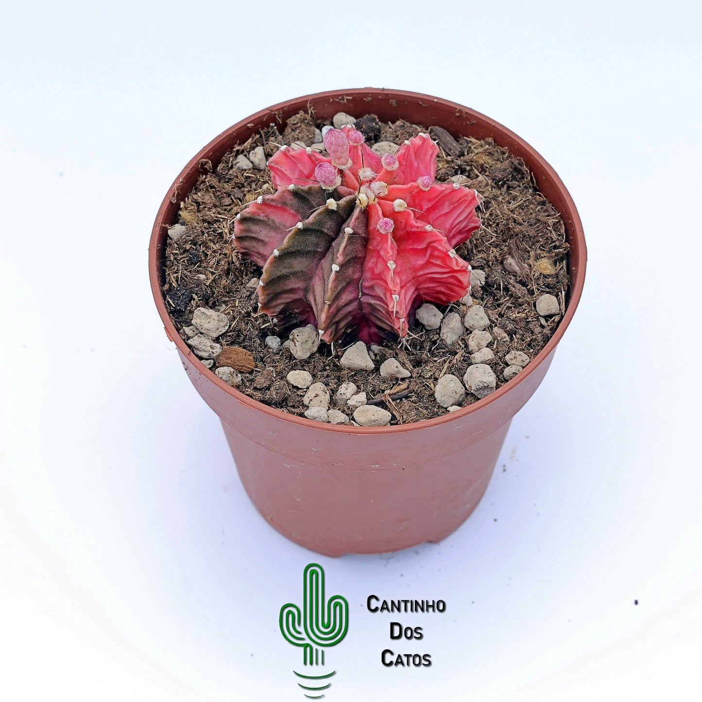 Gymnocalicium mihanovichii var. friendrichii variegata