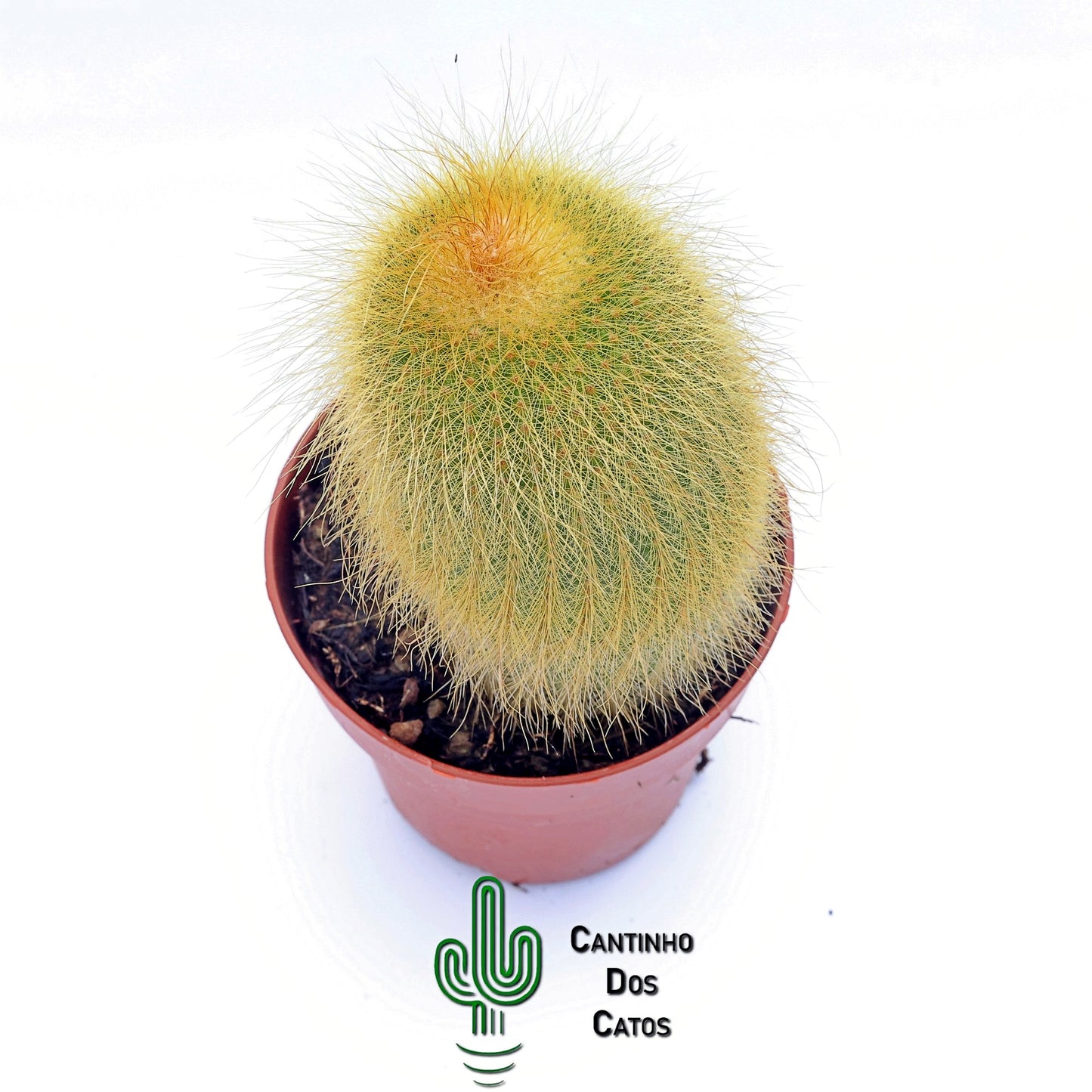 Notocactus Leninghausii