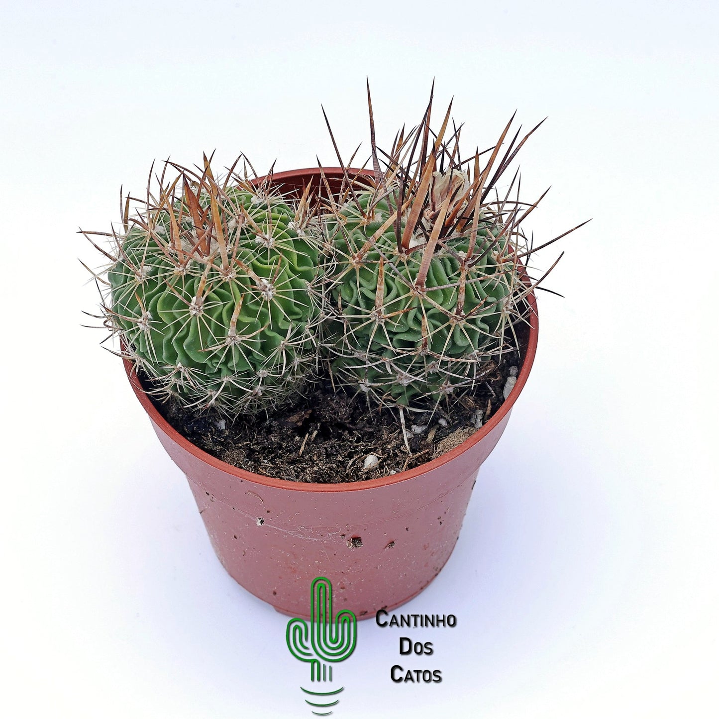 Echinofosslocactus Multicostatus