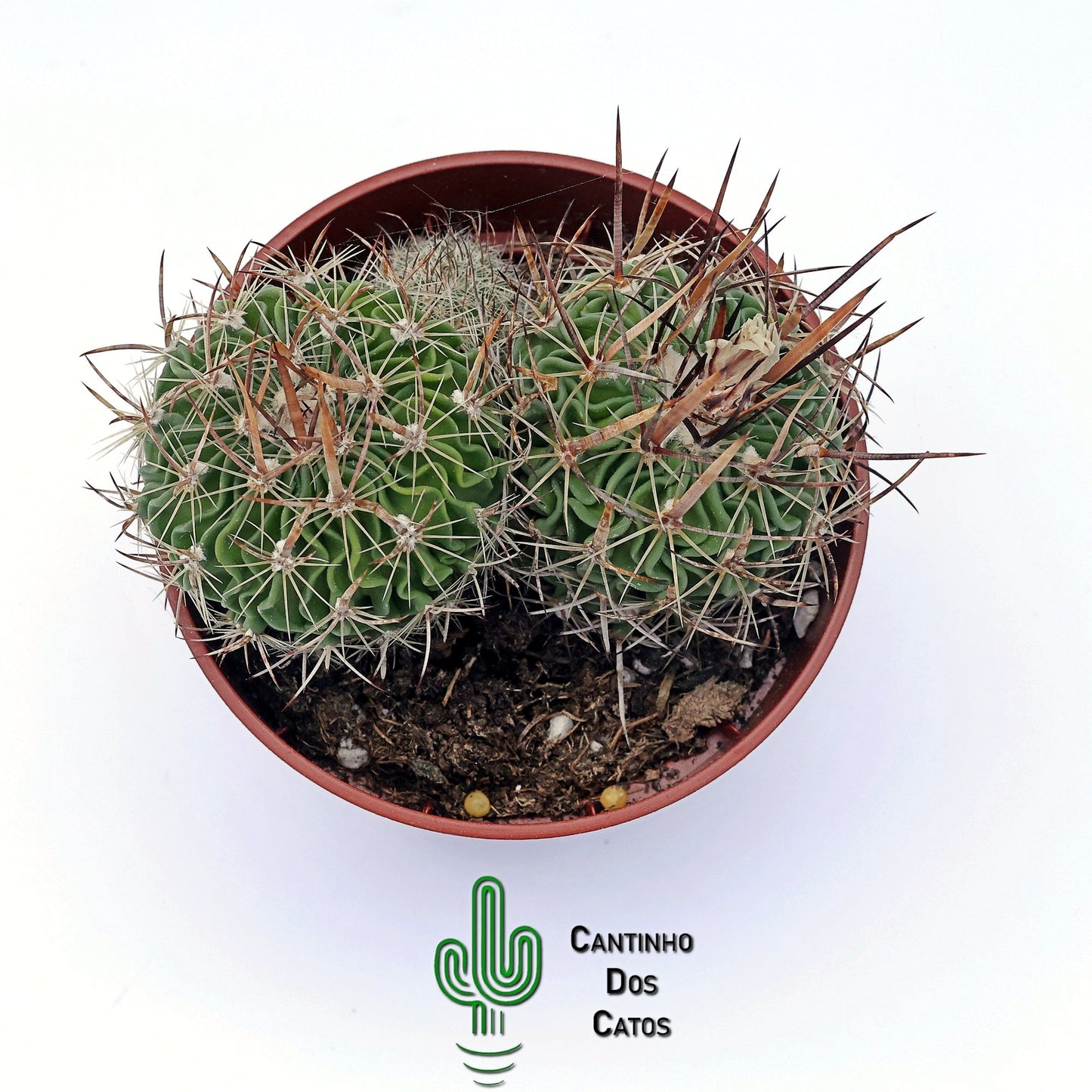 Echinofosslocactus Multicostatus