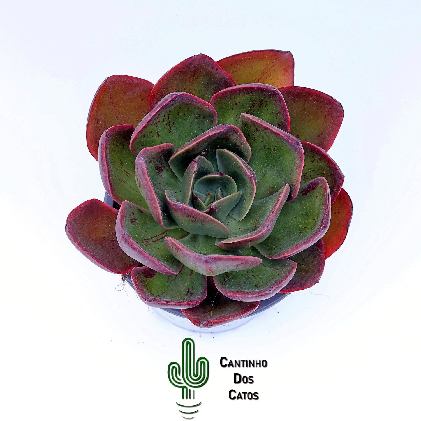 Echeveria Goiabinha