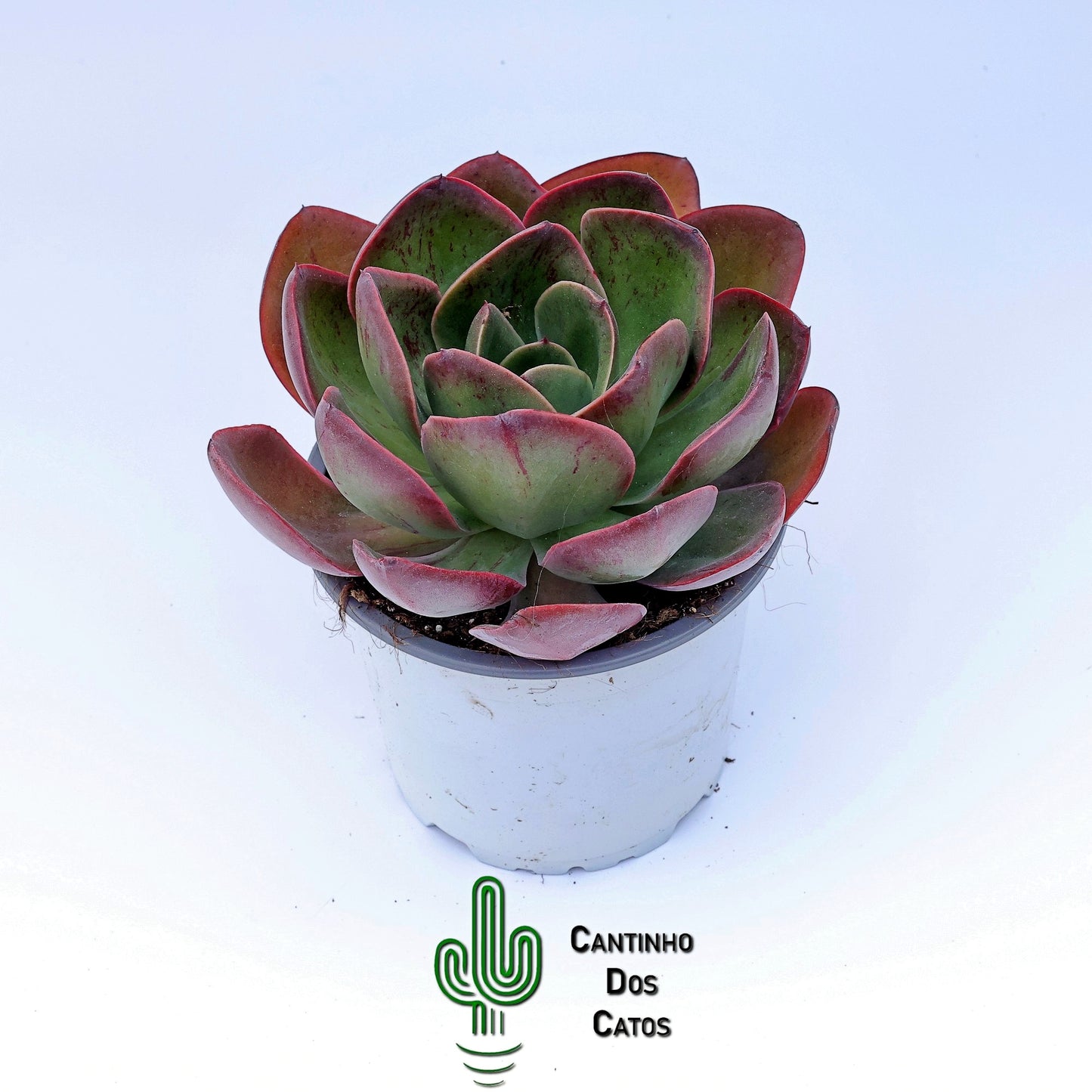 Echeveria Goiabinha