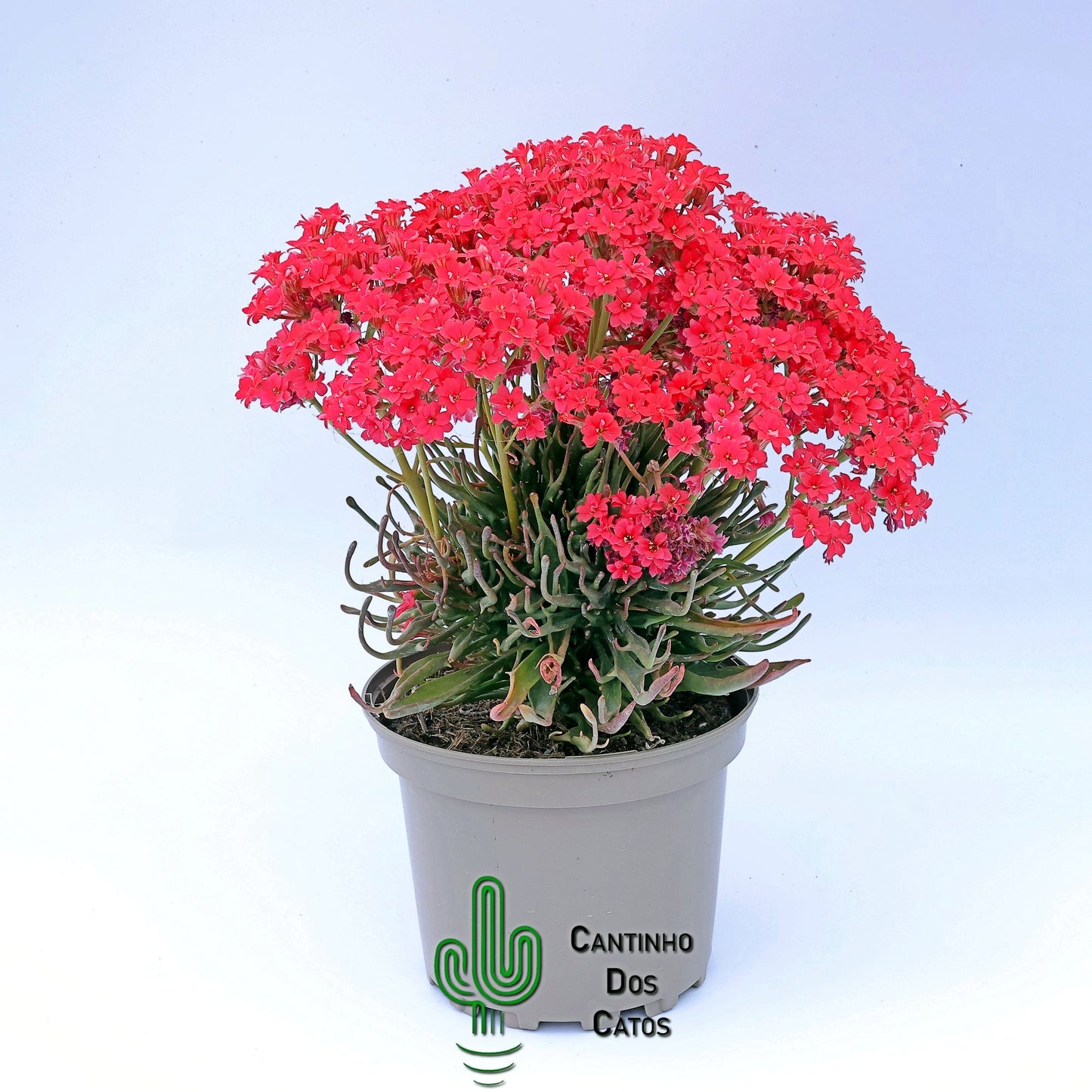 Kalanchoe Kewensis