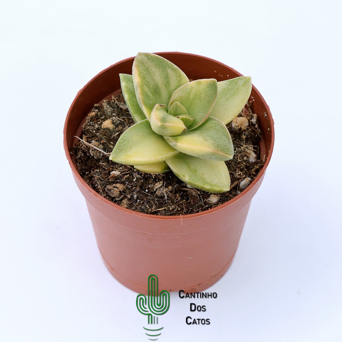 Crassula Springtime Variegata